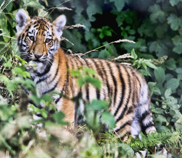 tiger,cub,predator,foliage