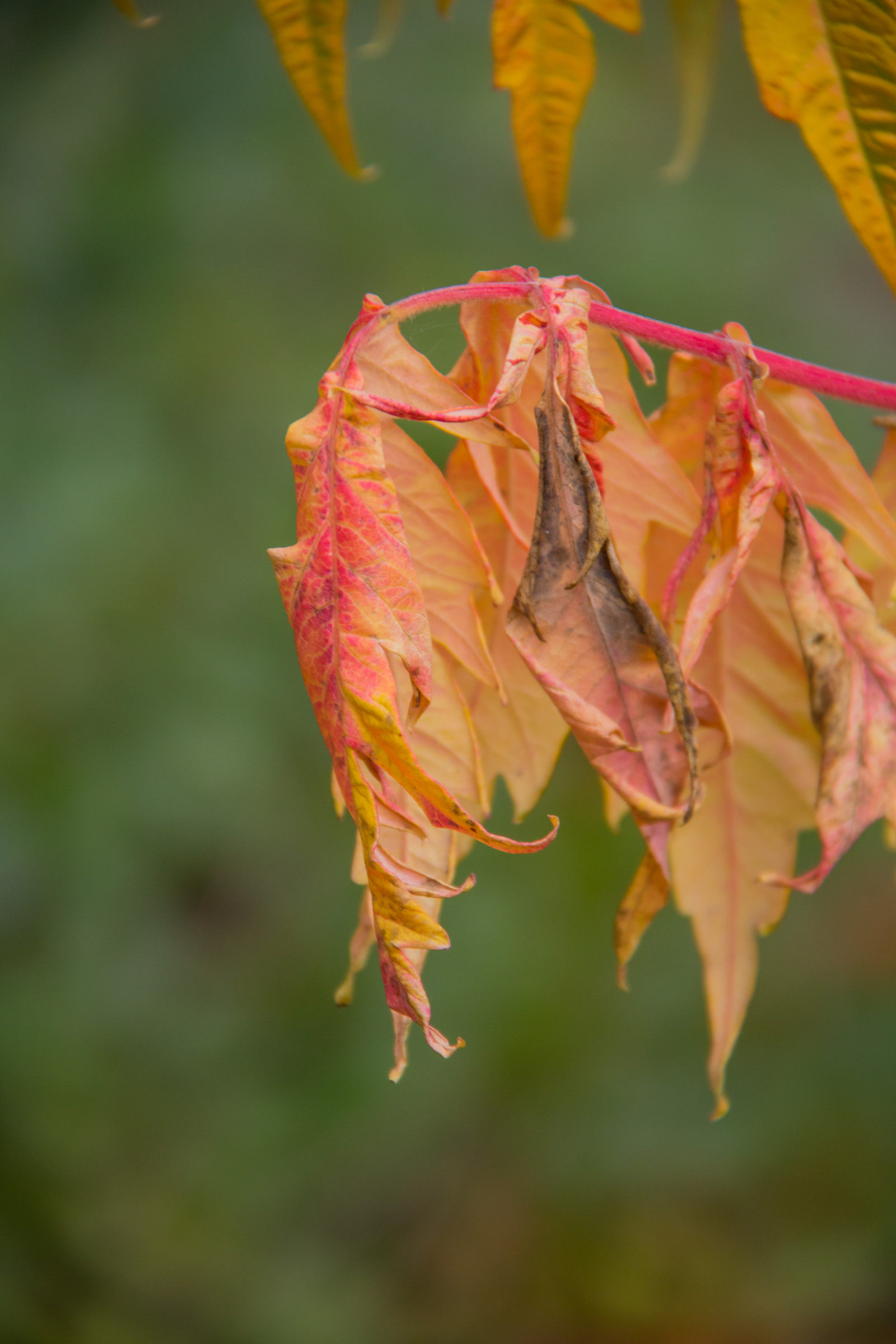 zahrada, Příroda, Červené, park, větev, žlutý, strom, podzim, list, květ, rostlina, sezóna, flóra, h st, l v, exif modelu canoneos760d, geocountry, Kamera aby kánon, geocity, Model fotoaparátu canoneos760d, exif isospeed 250, geostate, geolocation, EXIF čočka efs18200mmf3556is, EXIF otvor 56, exif focallength 200mm, exif aby kánon, Alnarp, okvětní lístek, botanika, suchozemská rostlina, kvetoucí rostlina, dřevina, zblízka, keř, makro fotografie, závod stonek, javor, Javorový list