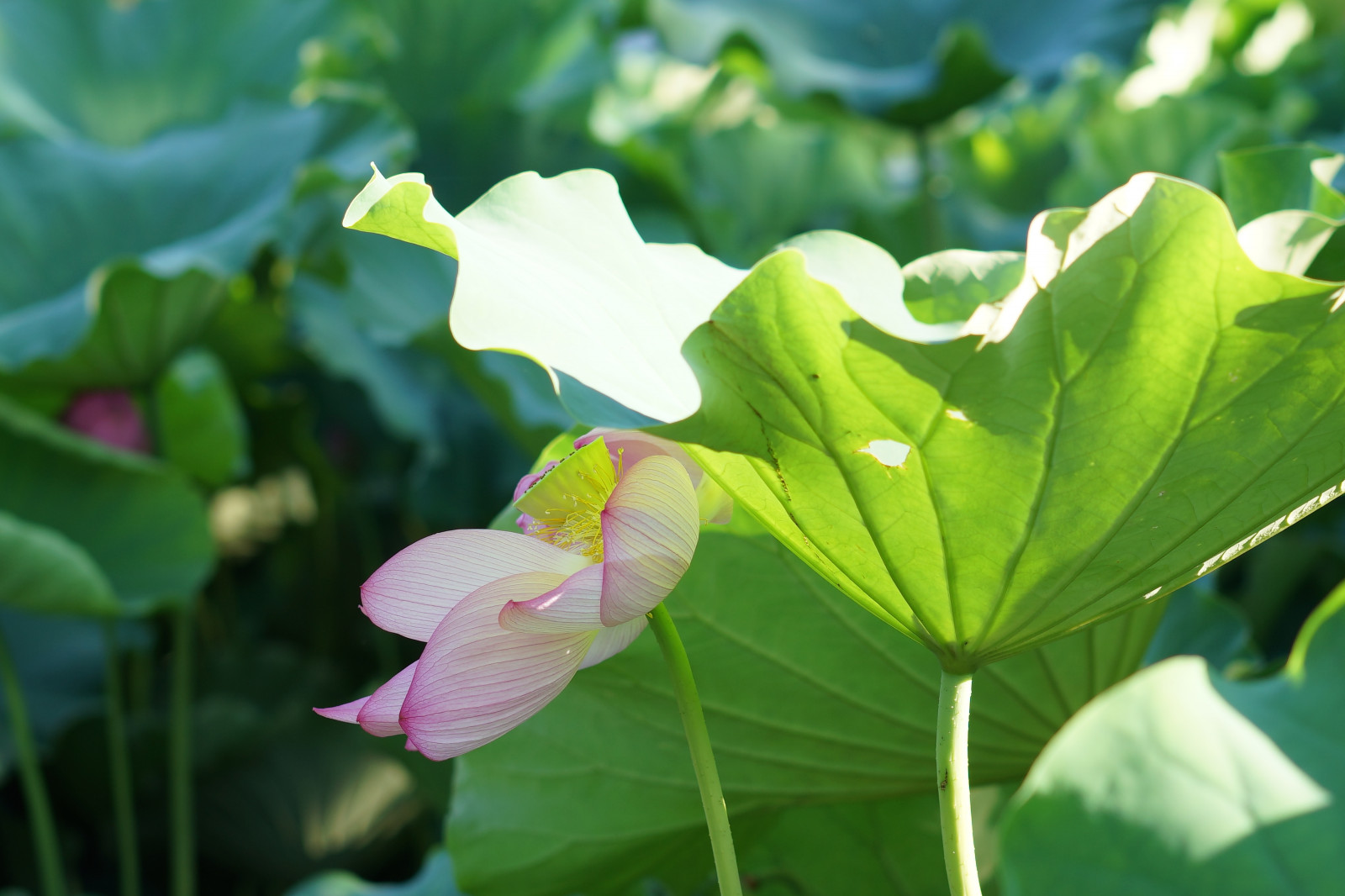 zelená, Sony, květ, Tokio, 7, Lotus, list, květ, rostlina, flóra, Zeiss, Ueno, okvětní lístek, T, alfa, alfa-7, Sonnar, sonnart55mmf18, shinobazupond, divoká rostlina, botanika, suchozemská rostlina, kvetoucí rostlina, makro fotografie, vodních rostlin, posvátný lotos, lotus rodina, arum, Proteales