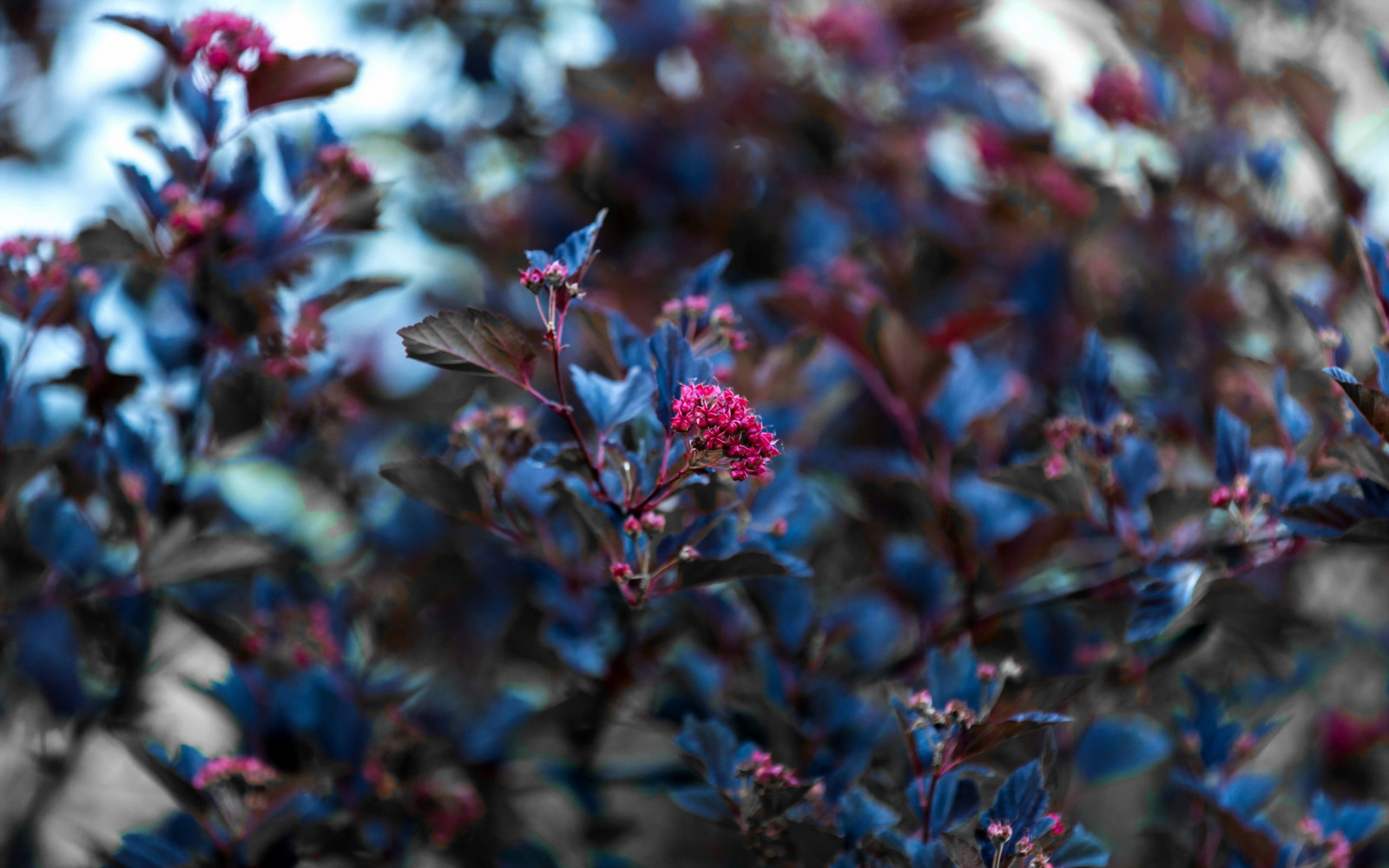 trees, nature, plants, photography, macro, branch, blue, blossom, spring, color, tree, autumn, leaf, flower, plant, season, flora, 2560x1600 px, land plant, shrub, macro photography