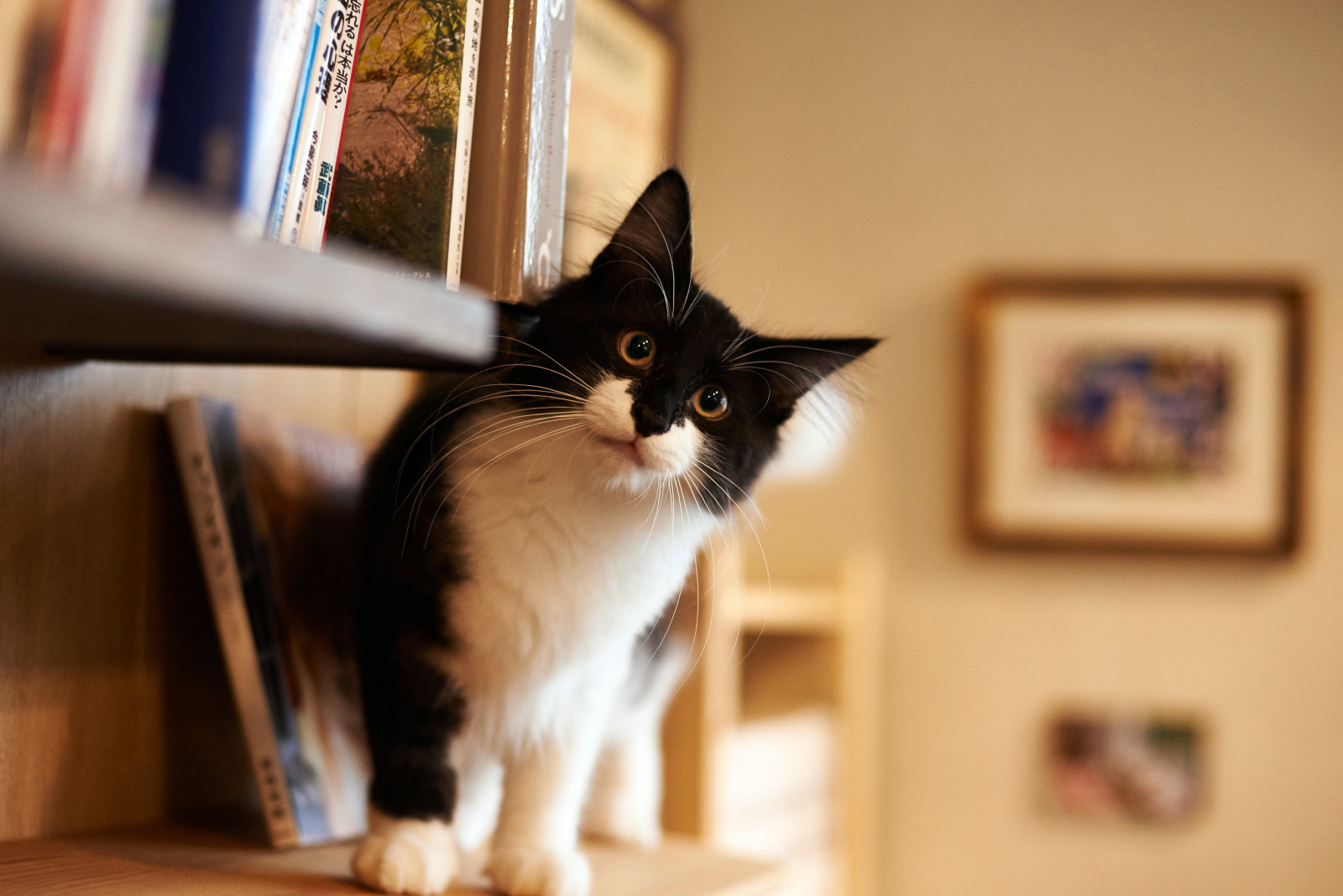 ネコ, 本, ウィスカー, 子猫, 哺乳類, 脊椎動物, 哺乳動物のような猫, 中型から中型の猫