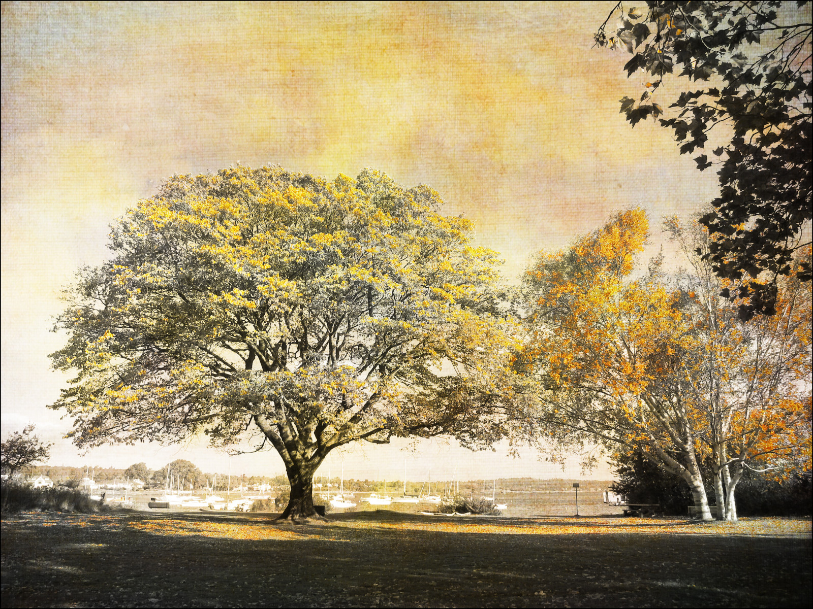 podzim, strom, podzim, selektivní, oakbay, tatot, magicunicornverybest, creativephotocafe