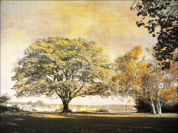 autumn,tree,fall,selective,tatot,oakbay
