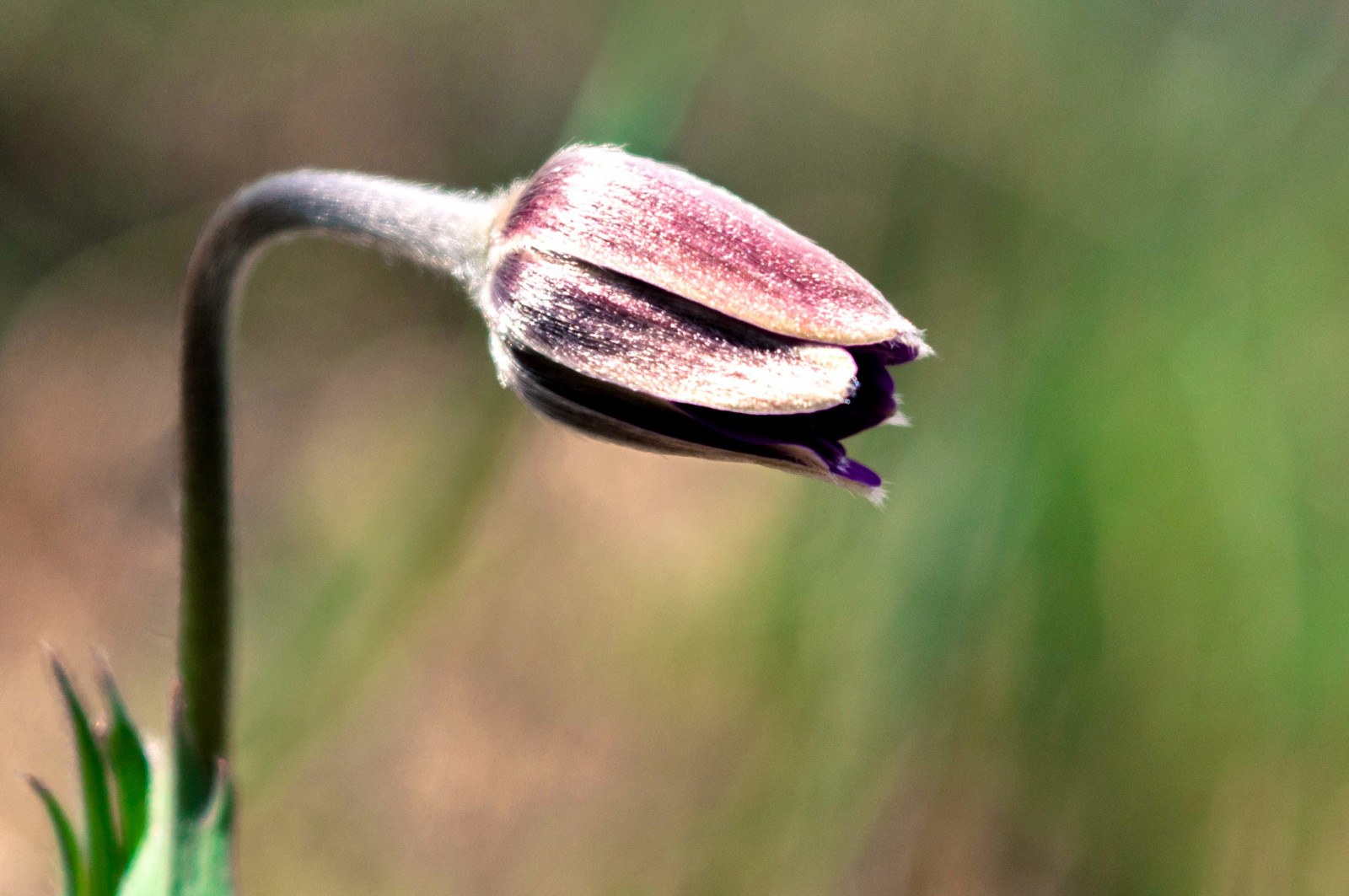 fleur, plante, flore, fermer, violet, printemps, bourgeon, Photographie macro, Tige de plante, plante à fleurs, pétale, Fritillaria, Famille Lily