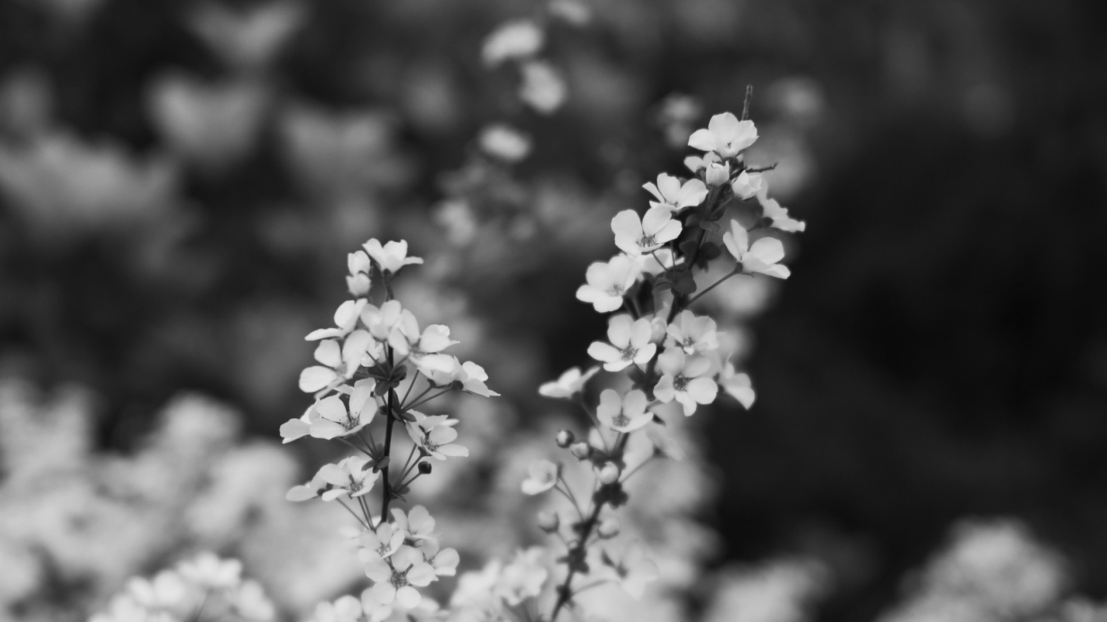 Wallpaper : nature, flowers, monochrome, photography 1920x1080