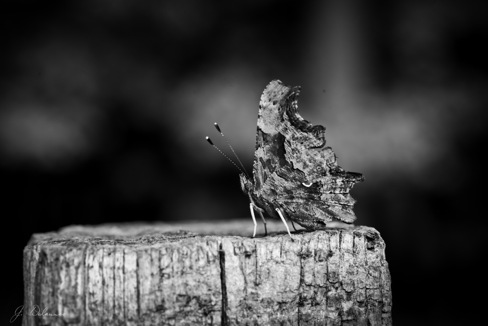 Černá, černobílý, voda, fotografování, makro, větev, motýl, Černý a bílý, strom, tělesné, bwphotography, tma, papillon, schmetterling, vlinder, gehakkeldeaurelia, polygoniacalbum, nb, zwartwit, makrofotografie, větvička, Černý a bílý, monochromatické fotografování, zblízka, makro fotografie, zátiší fotografování, váhat, zw, noireblanc, cfalter, Jurgendelannoo, Makrofotografie, Merelbeke, Cvlinder, Robertlediable, Butterflyphotography, Gentbos, Vlinderfotografie, stock photography