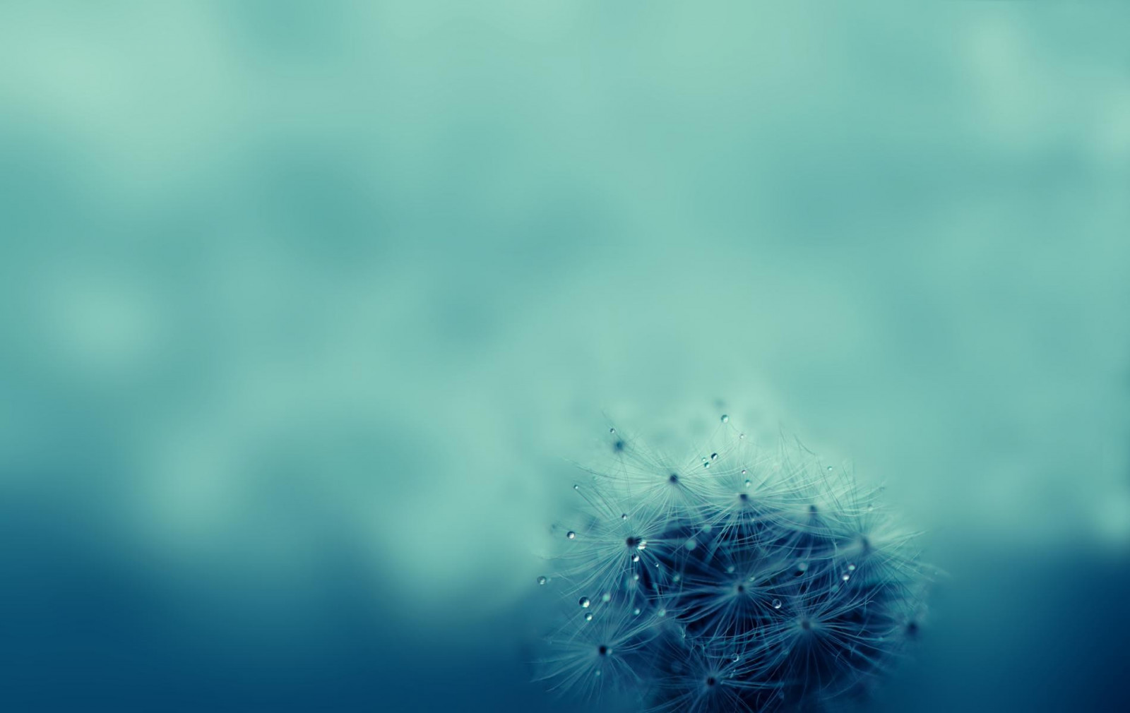 Sonnenlicht, Wasser, Natur, Betrachtung, Gras, Himmel, Pflanzen, Fotografie, Wassertropfen, Grün, blau, Wolke, Blatt, Blume, Welle, Computer-Tapete, Atmosphäre der Erde, Nahansicht, Makrofotografie, Feuchtigkeit