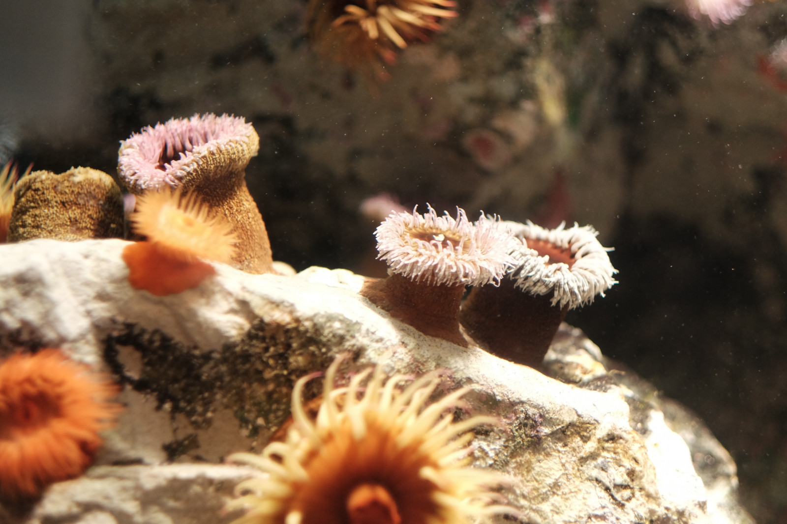 Příroda, Volně žijících živočichů, korál, Tokio, Fujifilm, biologie, květ, rostlina, flóra, Fujinon, x, xf56mmf12r, xf56mm, XT1, Kasai, kasairinkaipark, tokyosealifepark, fauna, suchozemská rostlina, zblízka, makro fotografie, bezobratlý, mořská biologie