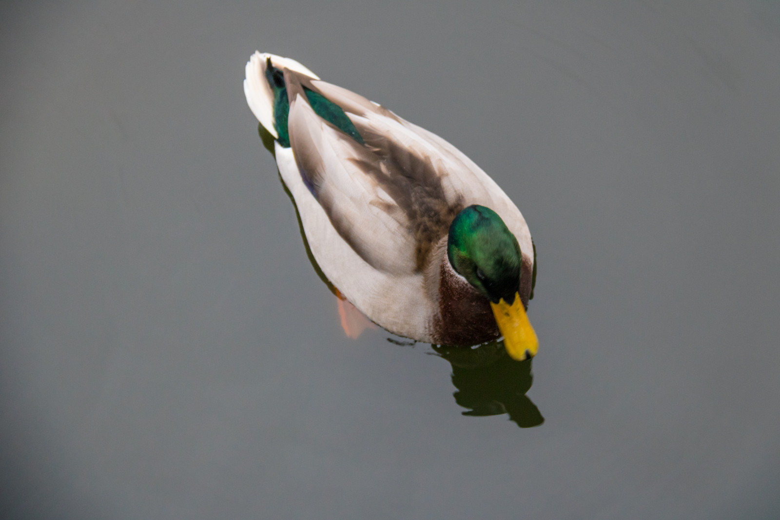verde, Pato, bico, Pato selvagem, pássaro, Lund, Stadsparken, F gel, asa, fauna, Aves aquáticas, vertebrado, fechar-se, pássaro aquático, Patos, gansos, cisnes
