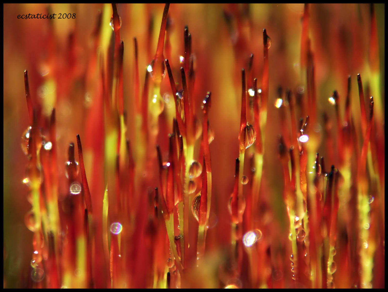 vand, natur, rød, græs, makro, mos, gul, inverteret, dug, bagside, 50mm, dråbe, dråbe, mywinners, platinumphoto, glimte, computer tapet, tæt på, makrofotografering, stængelplante, fugtighed