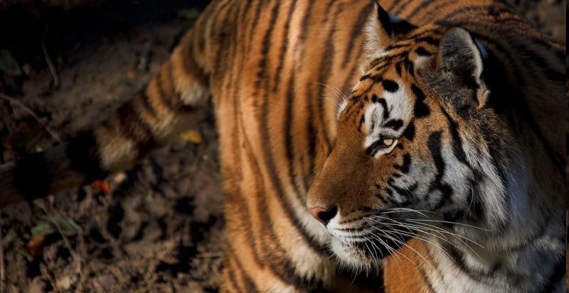 zvěř, Příroda, tygr, Volně žijících živočichů, velké kočky, zoologická zahrada zvěř, Příroda, tygr, Volně žijících živočichů, velké kočky, zoologická zahrada