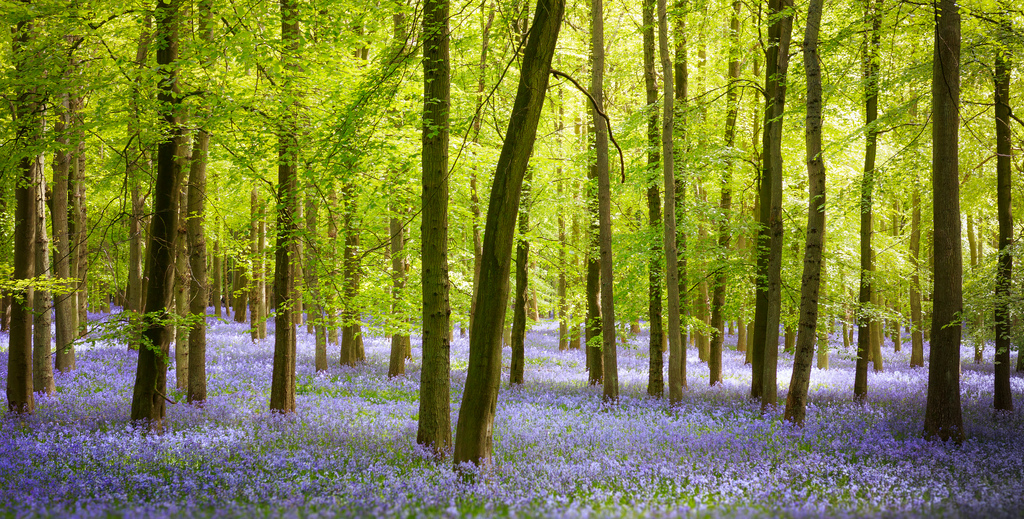luce del sole, alberi, paesaggio, foresta, natura, erba, campo, ramo, Inghilterra, nebbia, primavera, tranquillo, calmo, riserva naturale, sereno, albero, nebbia, foglia, fiore, pianta, flora, boschi, vegetazione, prato, tranquillo, belle Arti, Regno Unito, fineartphotography, Fiore di campo, bosco, boschetto, buckinghamshire, ecosistema, temperata foresta di conifere, bioma, vecchia foresta di crescita, foresta temperata, deciduo, bosco ripariale, sigma1835mmf18dchsmlens, canoneos70ddslr, Jagobolduc, spruce fir forest, northern hardwood forest concept, tropical and subtropical coniferous forests