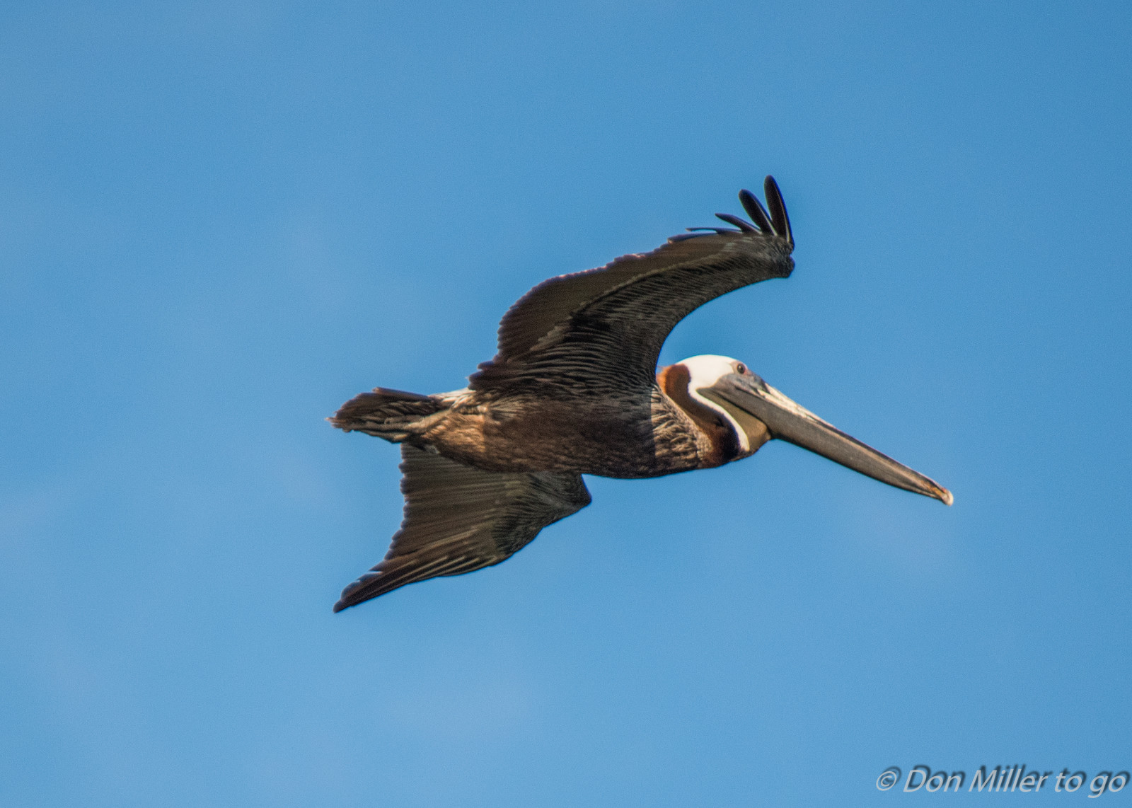 Fond d’écran : des oiseaux, la nature, en plein air, faune, oiseau de