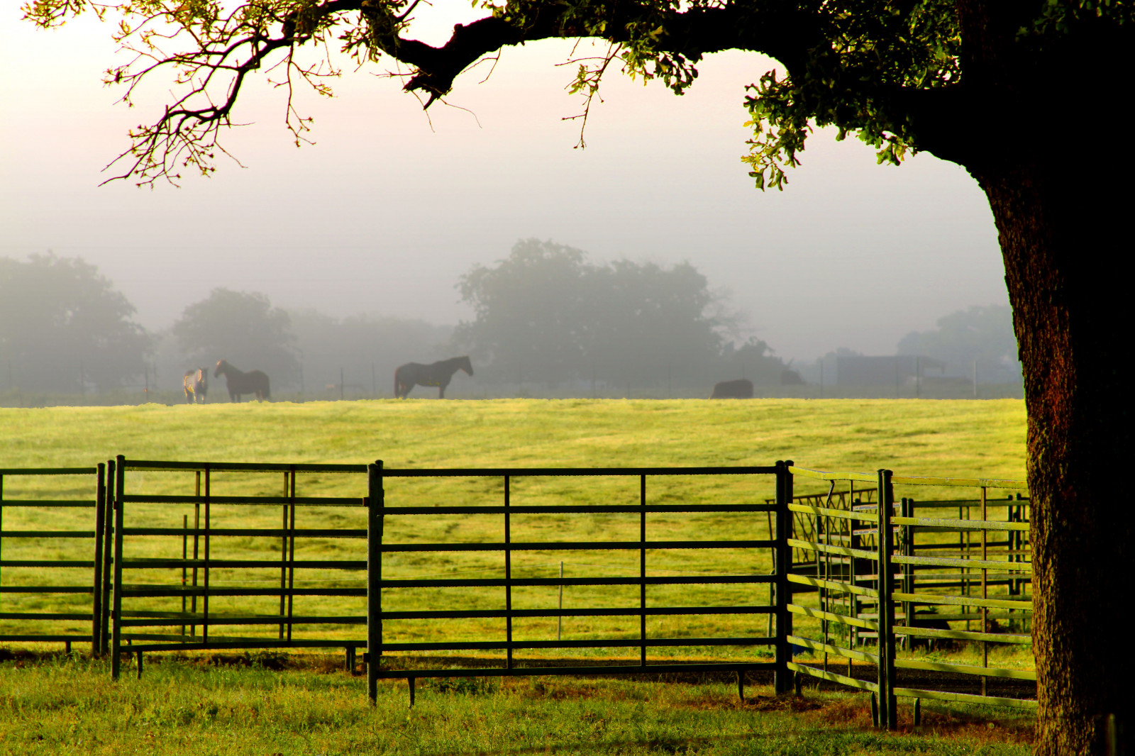 slunečnímu záření, krajina, kopec, Příroda, tráva, nebe, pole, svítání, večer, ráno, mlha, hospodařit, Kánon, plot, venkovský, Soumrak, koňský, Texas, venkovský, pastorální, světlo, země, mrak, strom, mlha, svítání, lučina, rostlina, hospodářská zvířata, koně, pastvina, tx, zemědělství, louka, plantáž, prostý, krajiny, thegalaxy, prérie, fotoblog, lonestarstate, northtexas, Centrální Texas, themagichour, thegoldenhour, northcentraltexas, aestheticoftheplain, gholson, McLennan County, mclennancountytexas, gholsontexas, ranč, venkov, tráva rodina, pozemek pozemek, ekoregion, 050410, Worldbeautiesguide