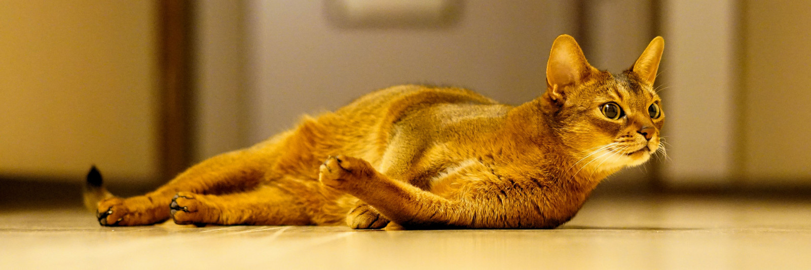 gatto, ritratto, Sony, barba, felino, bellissimo, katt, zeiss, mirrorless, meraviglioso, Sonnar, fauna, mammifero, Za, kot, vertebrato, gatto come mammifero, di piccole e medie dimensioni gatti, Gatto, Katzen, katze, chat, gato, abissino, Miao, aby, lizzie, dizziemizzielizzie, pisica, a6500