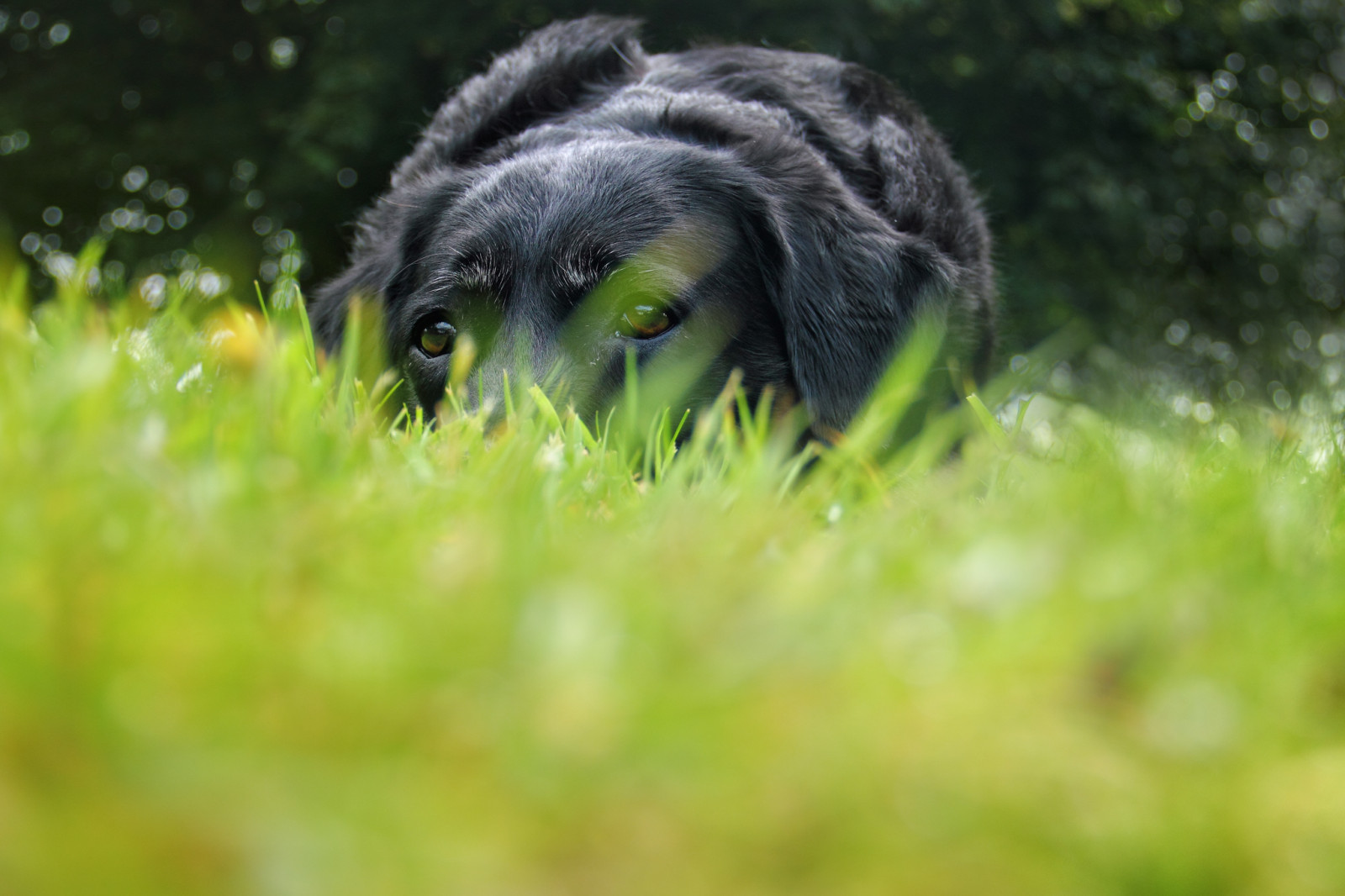 tvář, Černá, oči, zahrada, tráva, Skotsko, zelená, Pes, hnědý, bokeh, domácí zvíře, hlava, úkryt, zvíře, roztomilý, venkovní, mák, štěně, savec, trávník, Ayrshire, obratlovců, pes jako savec, Stewarton, Východní Ayrshire, lowpov, nesnáším pondělky, mondayitis