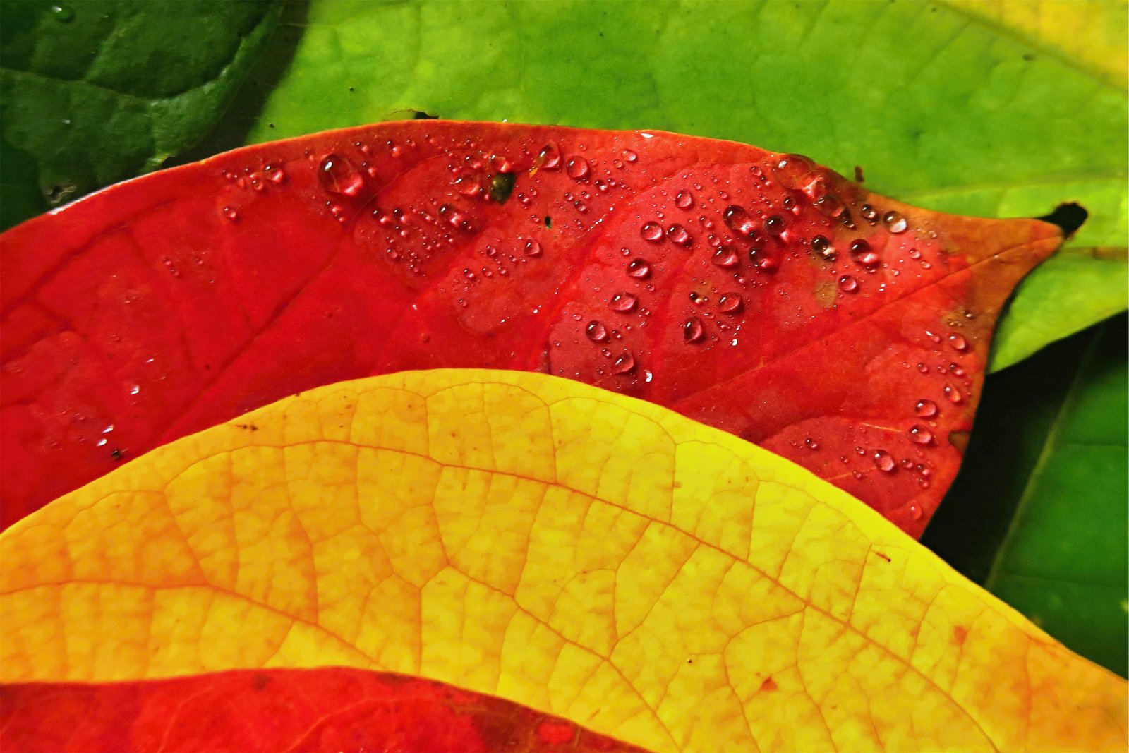 Wallpaper 1600x1067 px, branch, dew, green, leaf, macro, nature, tree