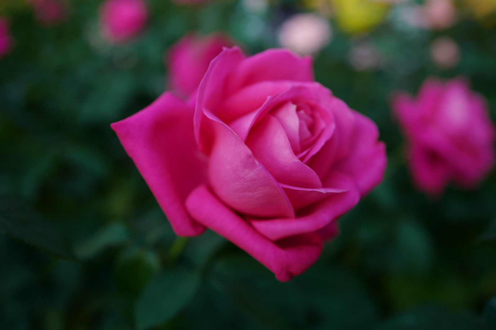 Japonsko, růže, růžový, Leica, Tokio, jp, květ, rostlina, flóra, okvětní lístek, summilux, leicaq, summilux1728, q, 1728, kyufurukawagarden, suchozemská rostlina, kvetoucí rostlina, makro fotografie, závod stonek, zahradní růže, růže rodina, růže objednávka, floribunda, rosa centifolia