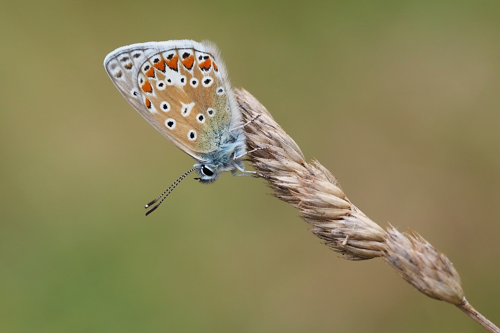 Nottingham, modrý, letní, oranžový, hnědý, bílý, Černá, zelená, Příroda, motýl, hmyz, Šedá, dof, Olympus, přírodní rezervace, 60mm, OMD, commonblue, polyommatusicarus, wildlifetrust, EM5, Sssi, Trávník, Wilfordclaypit, klythawk