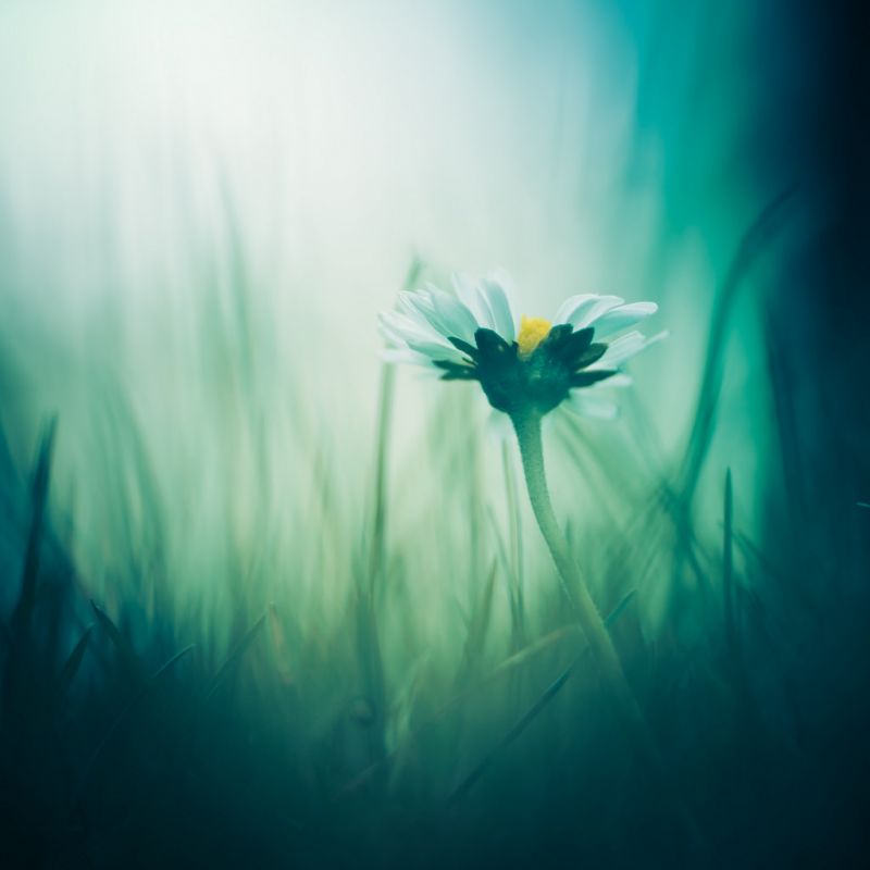 lumina soarelui,reflecţie,fotografie,verde,albastru,sub apă