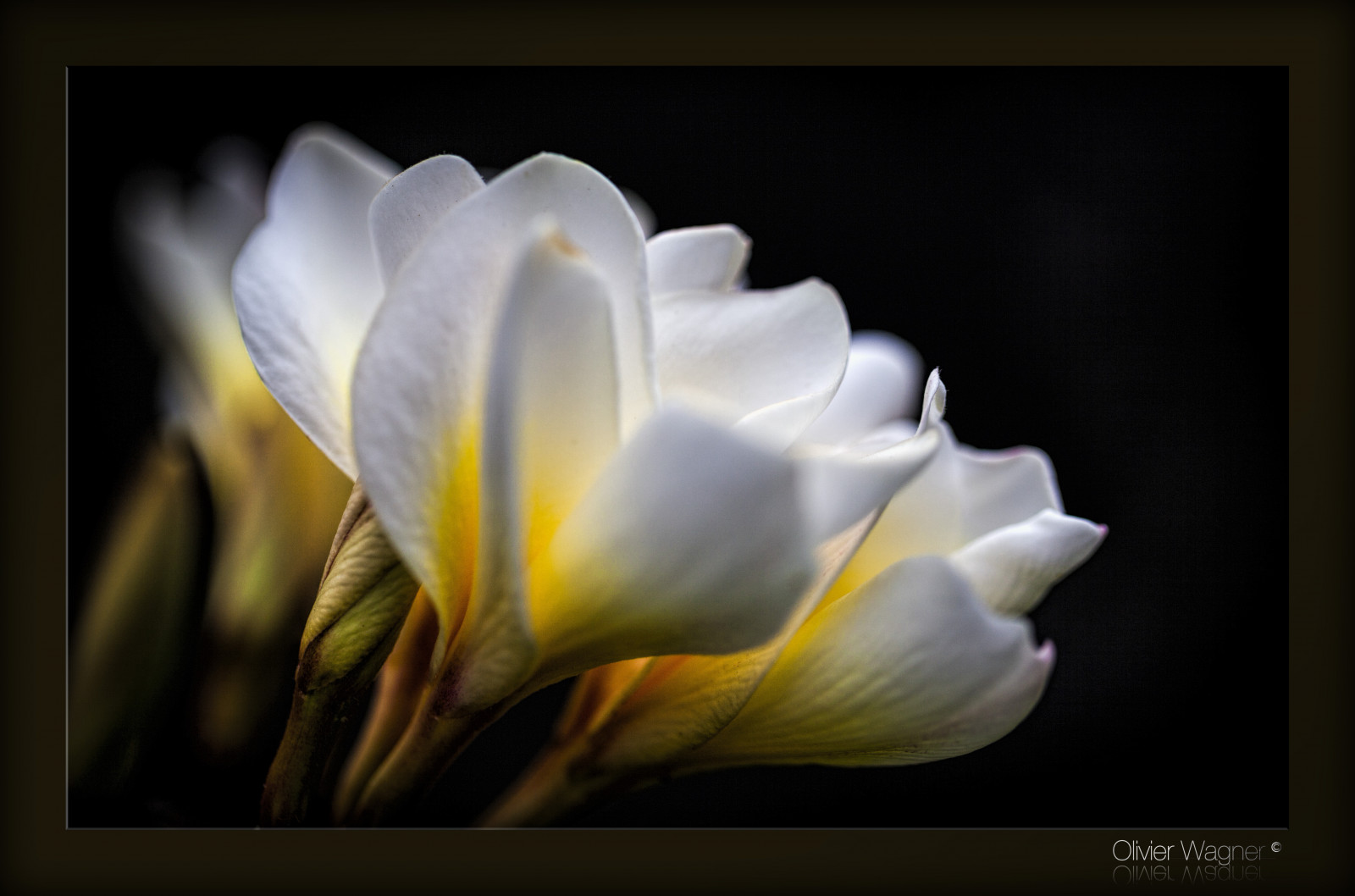 hvid, fotografering, makro, gul, blomst, plante, flora, kronblad, fleur, iledelareunion, reunionisland, canoneos5dmarkii, jord plante, blomstrende plante, tæt på, makrofotografering, stængelplante, stadig liv fotografering, canonef100mmf28lmacroisusm