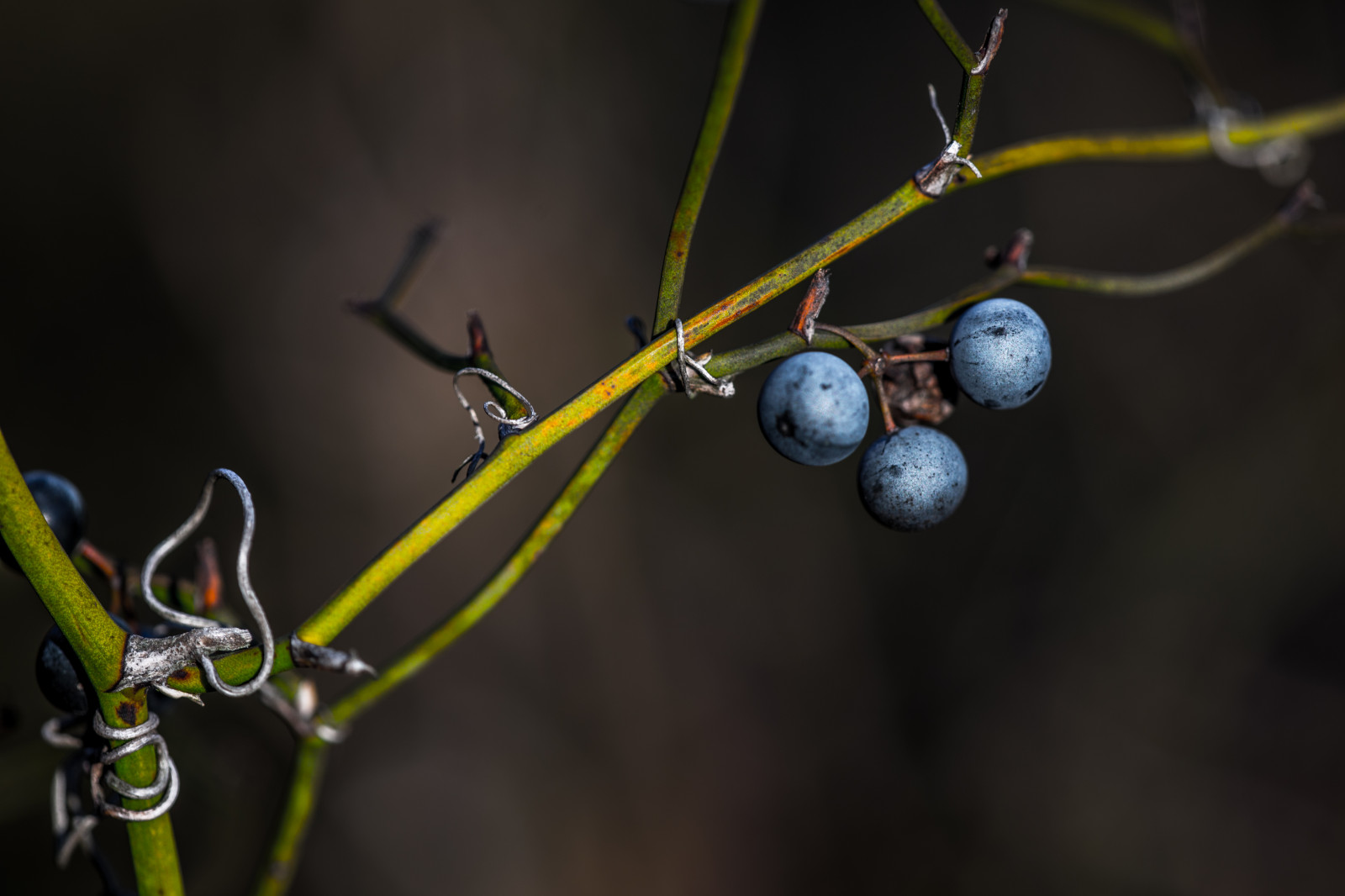 fallen, Wasser, Natur, Fotografie, Makro, Ast, Grün, Weihnachten, glücklich, Virginia, KUNST, Herbst, Blatt, Blume, Pflanze, Flora, Makro, Natur, Kunst, Vereinigte Staaten, Ilobsterit, weise, Zweig, produzieren, Nahansicht, Makrofotografie, Pflanzenstamm, Virginia Beach, Carol, Lipom, Kunstwelt, Photosophie, Giesea, Lipom, Crowdmedia, Drachenfanger, Andreasmgiesea, Darchenfanger, Kingsmen