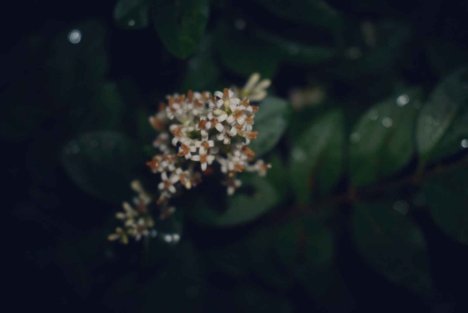 naturaleza, Flores