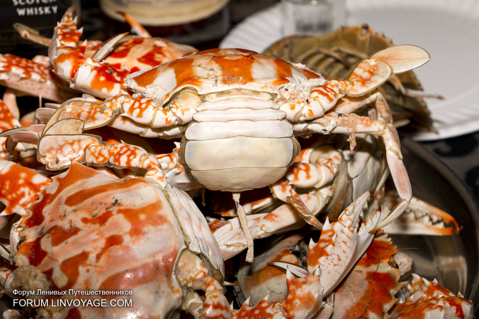 cibo, mare, bikini, tette, frutti di mare, yacht, Tailandia, pesca, pescatore, cucinando, gamberetto, ragazza, oceano, donna, ponte, sexy, pasto, aragosta, Granchio, Phuket, phuketian, vela, phuketphotographernet, forumlinvoyagecom, httpforumlinvoyagecom, calamaro, gamberetto, invertebrato, artropodo, alimenti di origine animale, bollire frutti di mare, Decapoda, crostaceo, granchio Dungeness, homarus, aragosta americano, aragosta, granchio reale, mollusco, granchio bollire