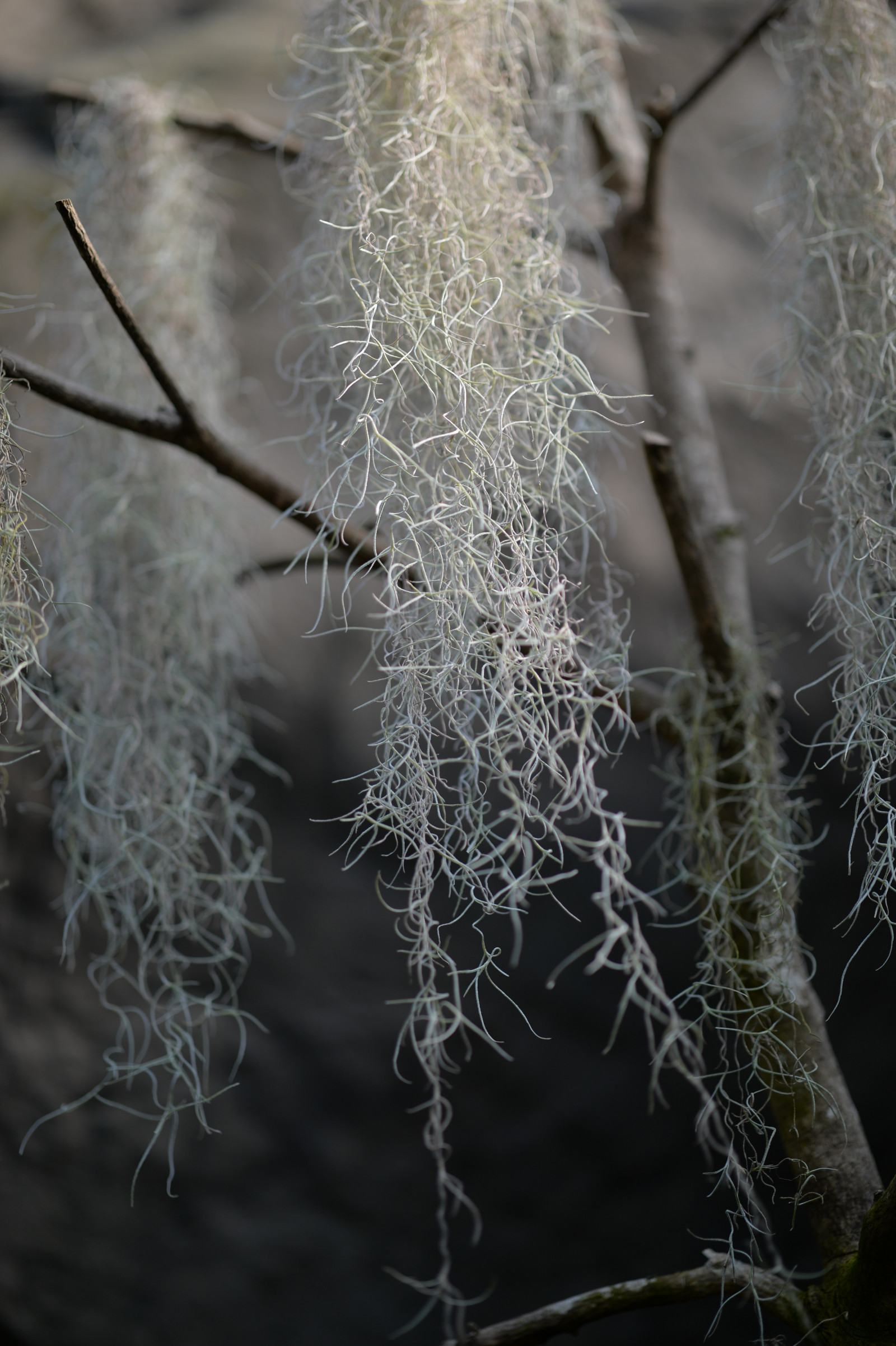 ญี่ปุ่น, แสงแดด, ธรรมชาติ, หญ้า, จอด, ฤดูหนาว, สาขา, น้ำแข็ง, น้ำค้างแข็ง, Nikon, โตเกียว, การแช่แข็ง, Jp, ต้นไม้, nikkor, ใบไม้, ดอกไม้, ปลูก, ฤดู, พืช, shinjukgyoen, ชินจูกุ, afs105mmf14eed, afsnikkor105mmf14eed, Df, กิ่งไม้, ใกล้ชิด, การถ่ายภาพมาโคร, เงี่ยงหนามและหนาม, ครอบครัวหญ้า, ต้นกำเนิด