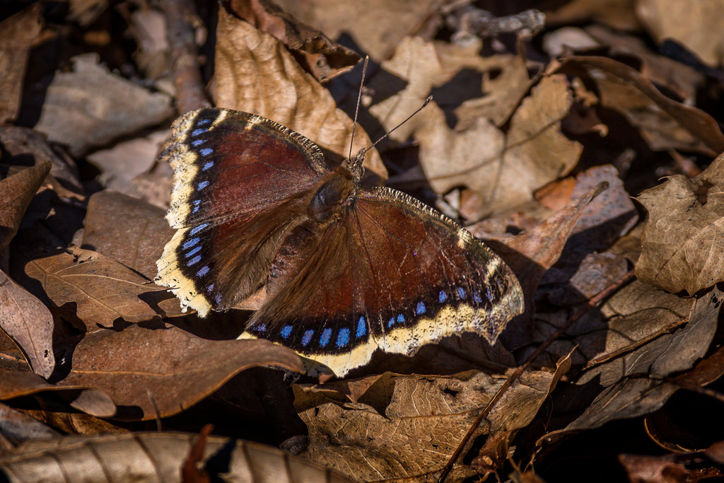 Wallpaper insect, wildlife, Michigan, moth, wild, unitedstates, macro