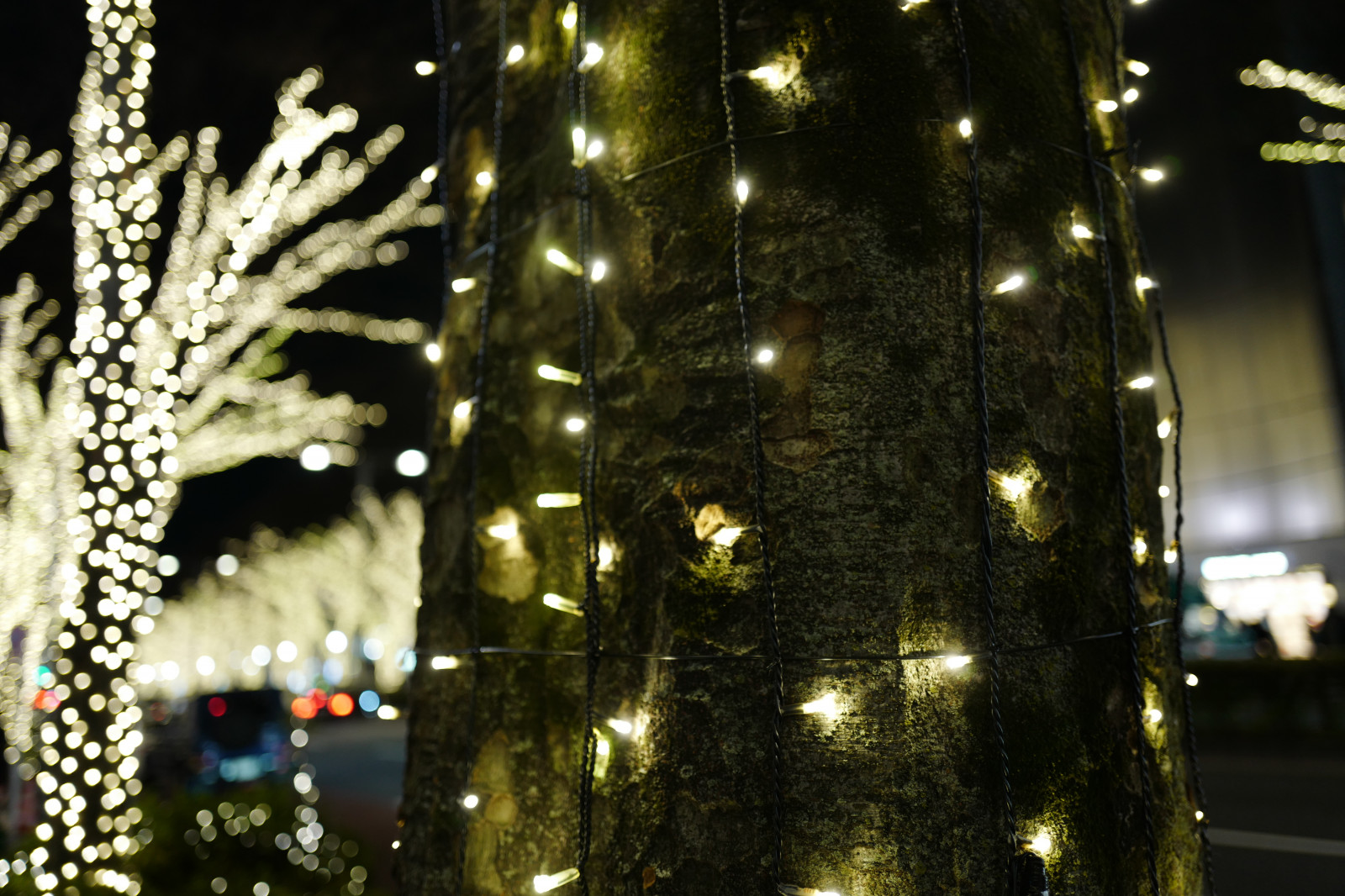 Japonsko, noc, Vánoční strom, Vánoce, Dovolená, Vánoční osvětlení, Leica, Tokio, jp, světlo, strom, osvětlení, osvětlení, summilux, leicaq, summilux1728, q, 1728, Omotesando, Harajuku, vánoční dekorace