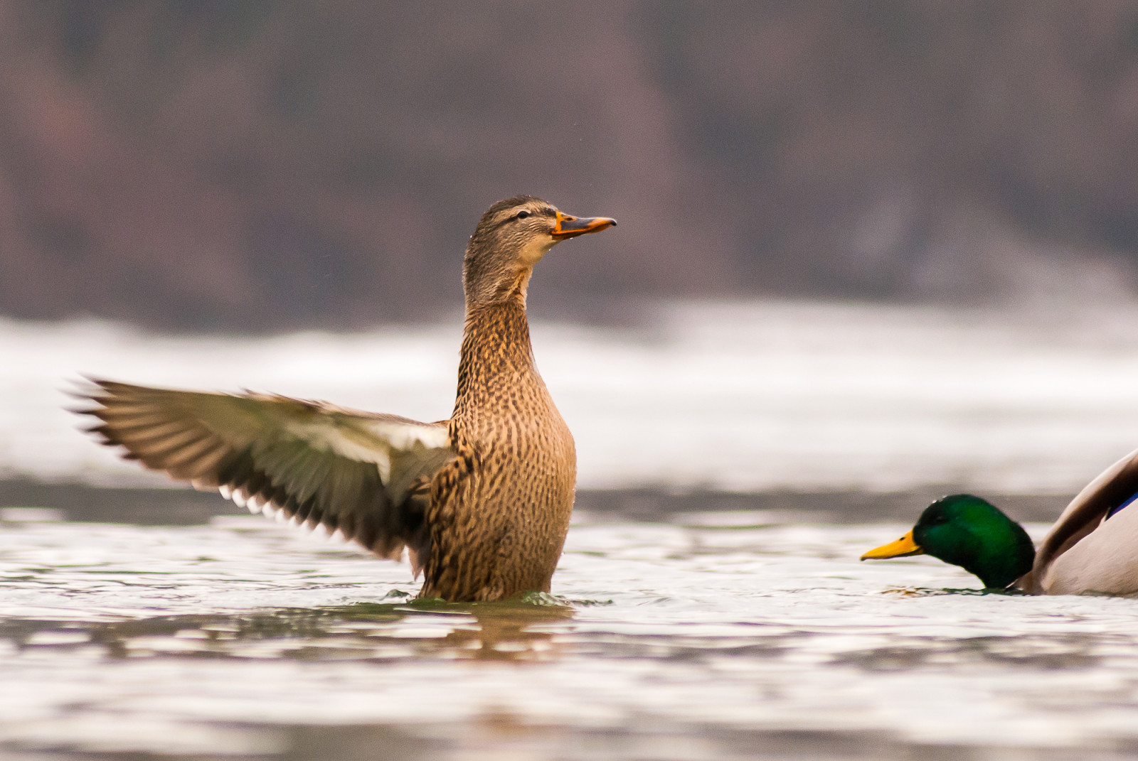 acqua, natura, inverno, ghiaccio, natura, anatra, becco, mallardo, animale, uccello, ala, fauna, Uccelli acquatici, vertebrato, acqua uccello, anatre, oche e cigni, mergini