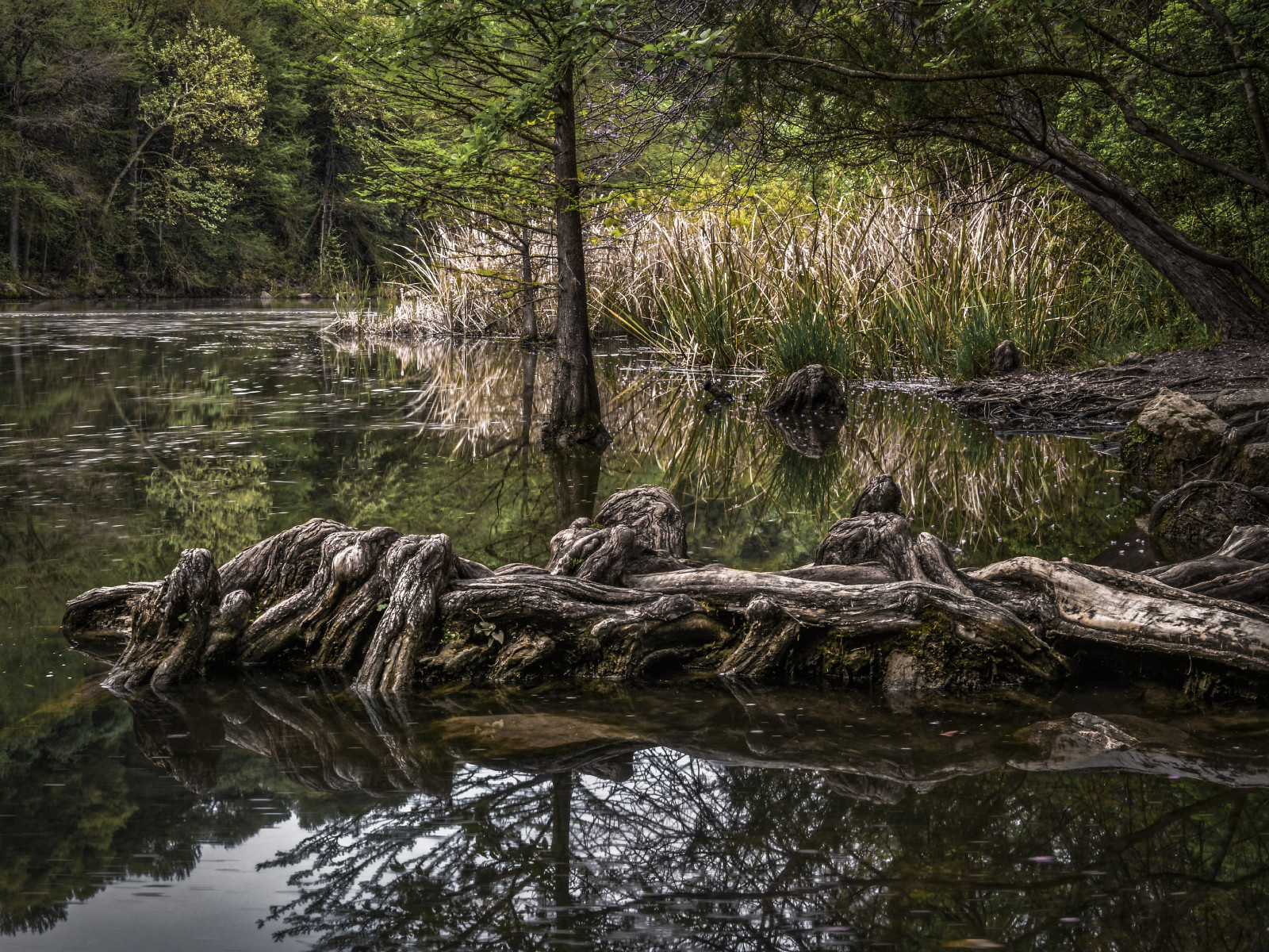krajina, les, jezero, voda, Skála, Příroda, odraz, tráva, dřevo, větev, řeka, divočina, rybník, proud, rákosí, banka, bažina, kořeny, přírodní rezervace, Olympus, cypřiš, Texas, mokřadní, Austin, strom, rostlina, vodní tok, zátoka, kolena, bayou, zálesí, kufr, prales, bažina, hillcountry, lužní les, ladybirdlake, lužní, baldcypress, Redbudisle, riparian zone