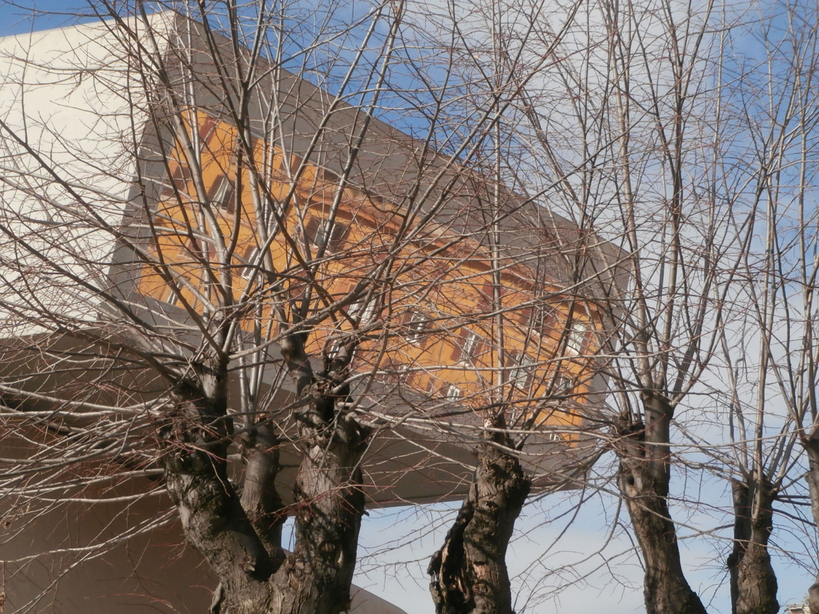 Řím, roma, strom, alberi, arbol, albero, arbre, rom, Maxxi