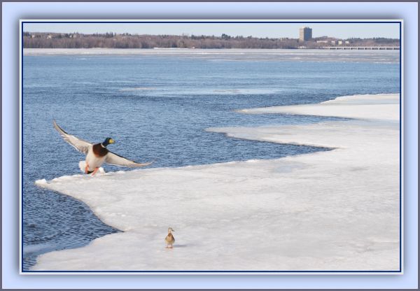 white, sea, water, shore, sand, sky
