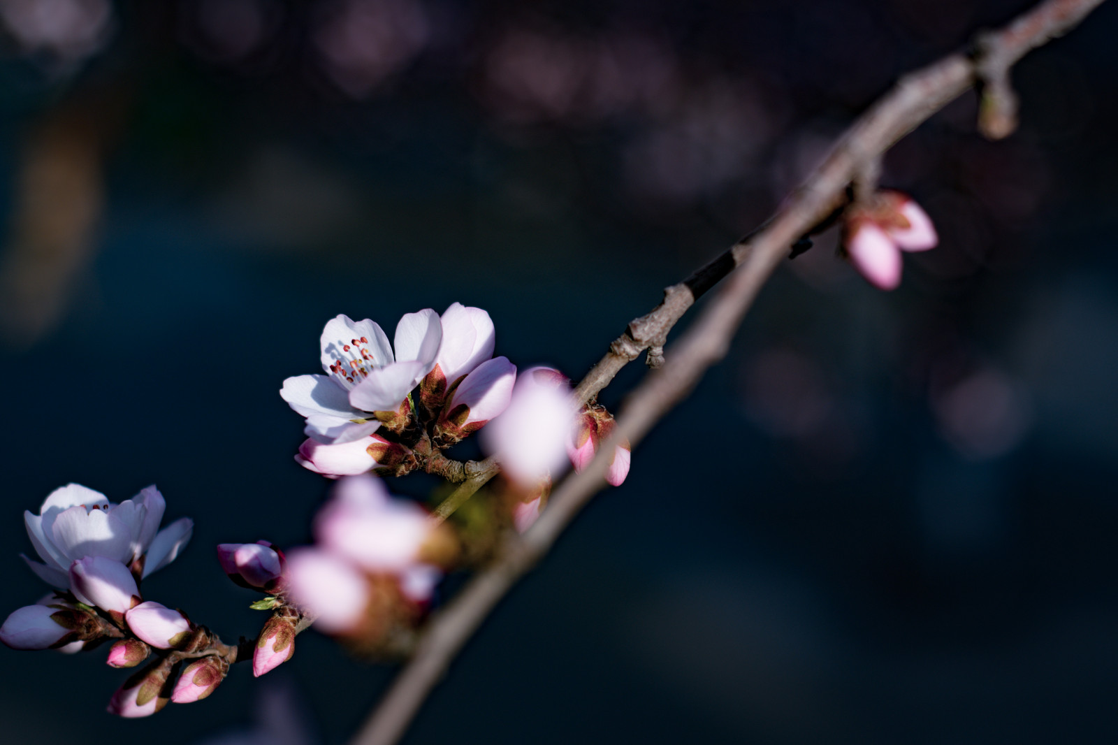 Wallpaper flowers, petals, nature 5568x3712 goozeflex 2278242