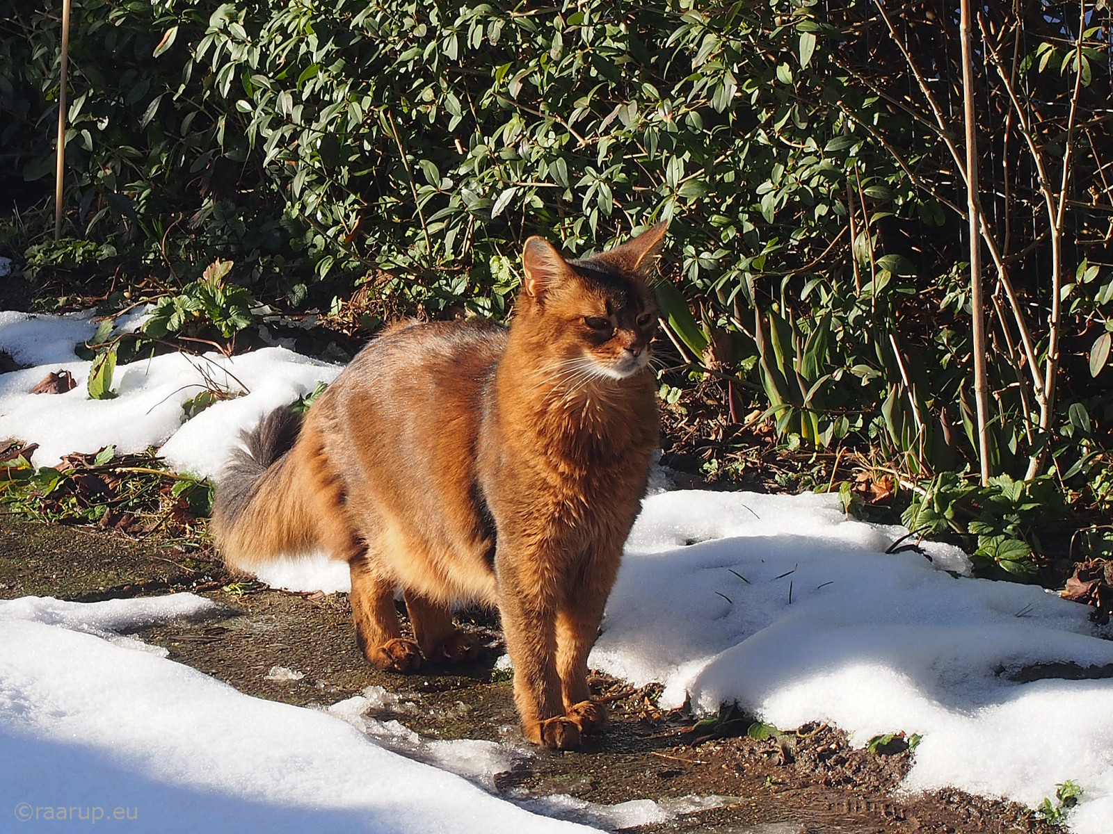 Wallpaper cats, garden, path, winter, Sun, snow, rags