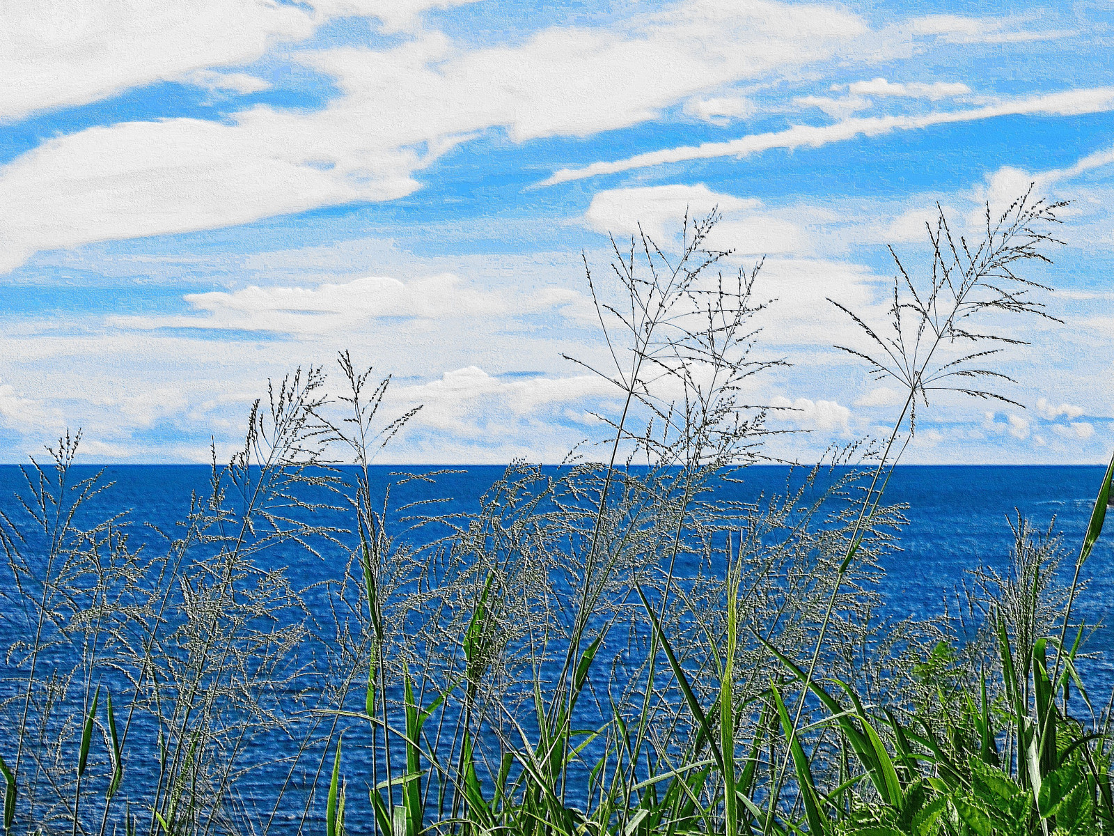 landskab, hav, græs, himmel, Mark, skyer, afdeling, horisont, tropisk, ø, Filippinerne, mount landskaber, tundra, vådområde, Sky, træ, blad, græsarealer, plante, vegetation, eng, troperne, wildflower, prærie, canong12, græs familie, shrubland, Bohol