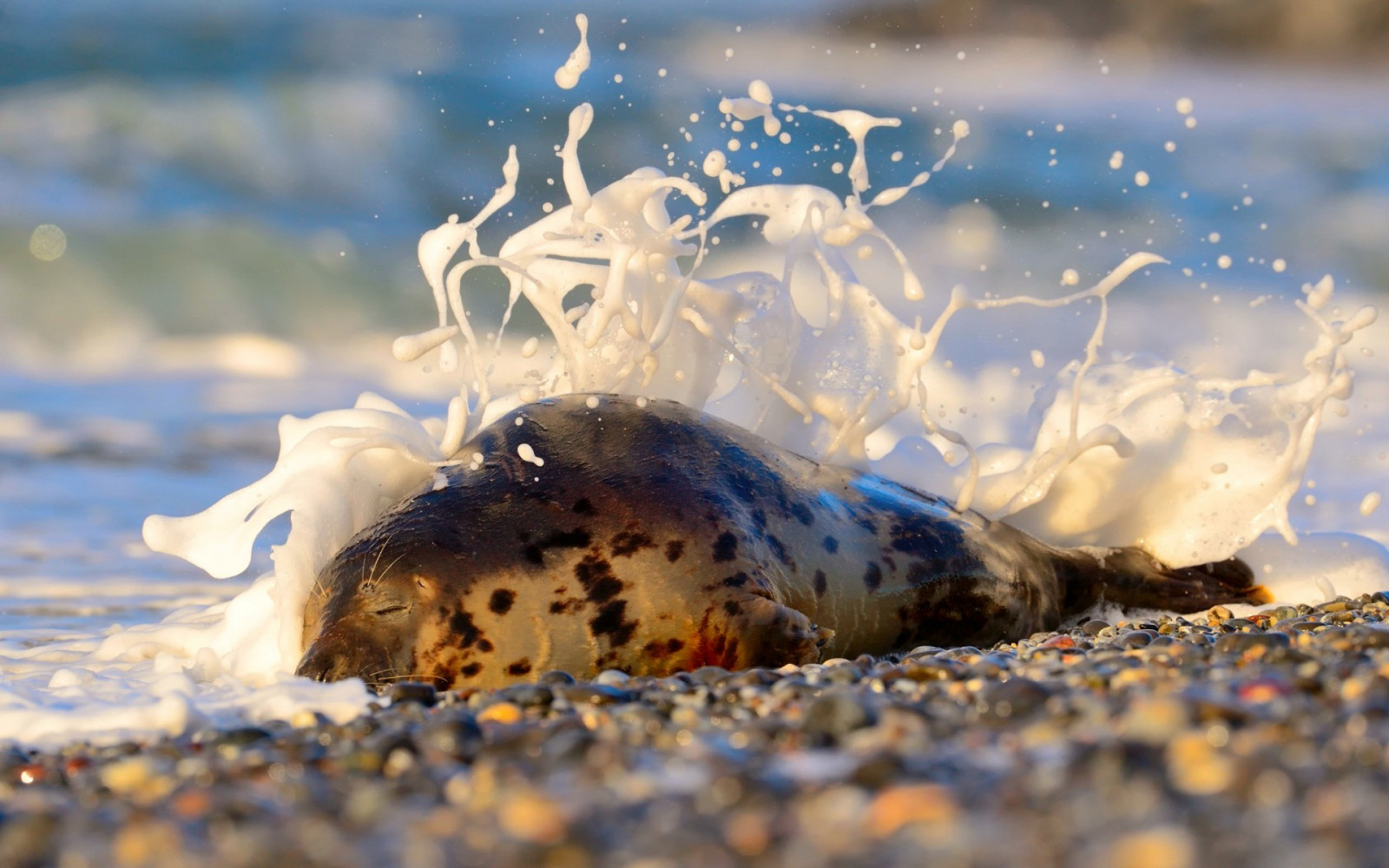 แสงแดด, สัตว์, ทะเล, น้ำ, ธรรมชาติ, ทราย, การสะท้อน, หิมะ, ฤดูหนาว, การถ่ายภาพ, สีน้ำเงิน, น้ำแข็ง, เช้า, น้ำค้างแข็ง, การแช่แข็ง, การละลาย, ดอกไม้, สภาพอากาศ, ฤดู, วัสดุ, 1920x1200 px, วอลล์เปเปอร์คอมพิวเตอร์, ใกล้ชิด, การถ่ายภาพมาโคร