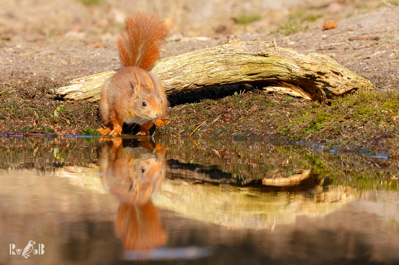 Příroda, veverka, Volně žijících živočichů, Europa, 2016, nederland, fauna, savec, eekhoorn, Overijssel, jaar, maand, renatevandenboom, 03maart, knaagdieren, lemelerberg