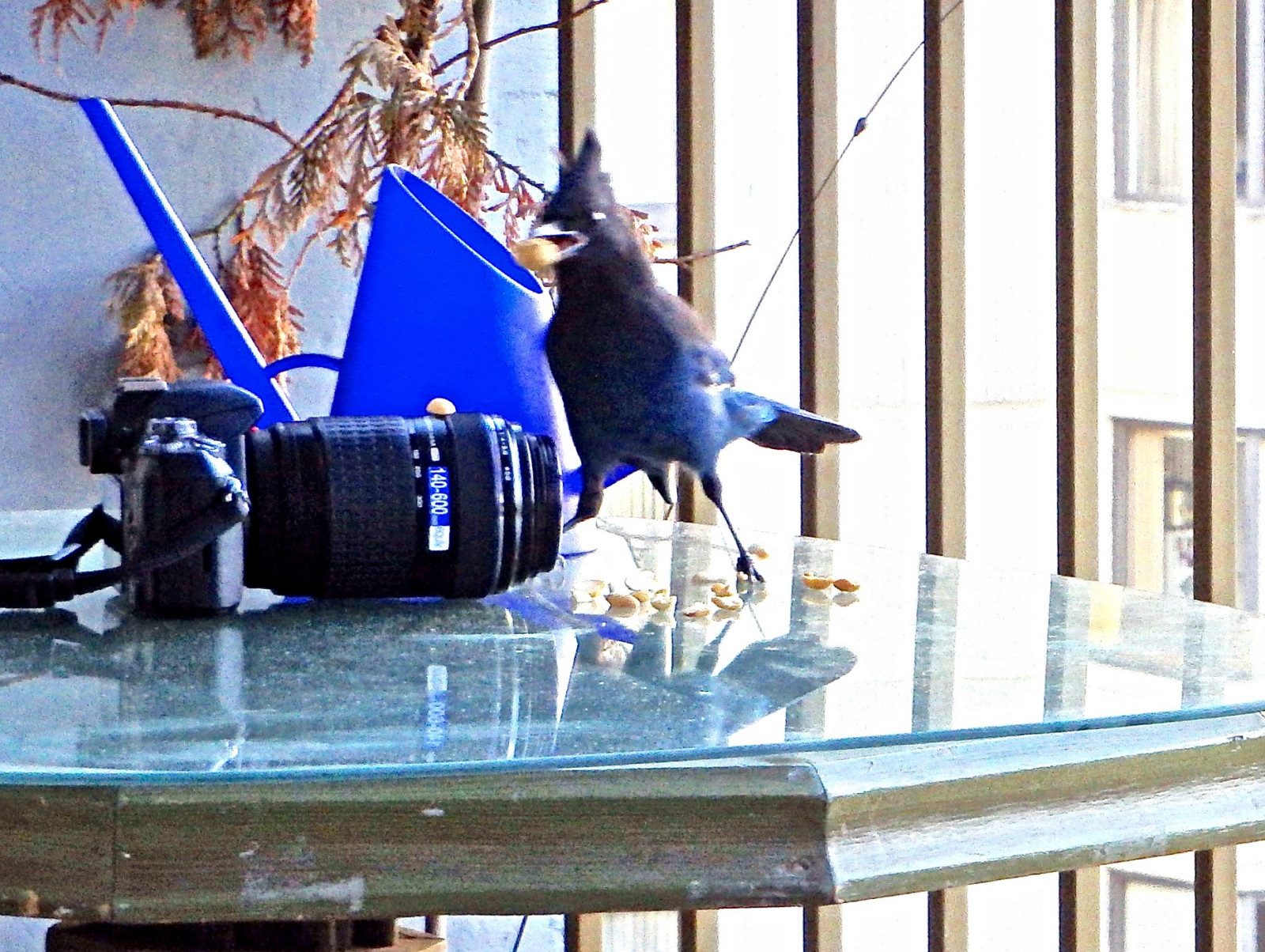 blå, fugl, næb, vindue