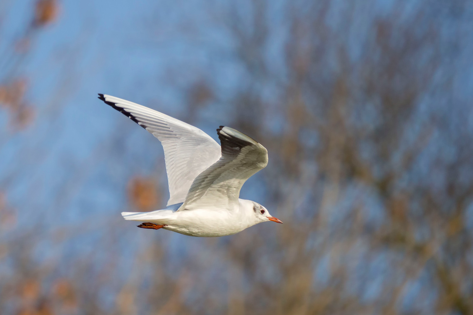pták, racek, inflight, stromy, zima, Příroda, Volně žijících živočichů, modrý, hnědý, Červené, Černá, bílý, Šedá, Olympus, em1mkll, 100.400mm, Panasonic, colwickpark, Nottingham, klythawk