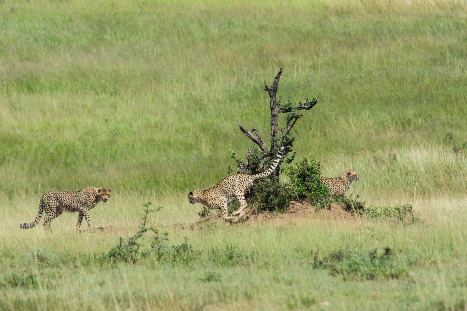 krajina, Jelen, tráva, Volně žijících živočichů, národní park, divočina, Gepard, přírodní rezervace, gazela, step, Keňa, F4, 2016, lučina, pastvina, Safari, louka, prostý, 300mm, D7100, fauna, savec, nikond7100, vr, AFS, prérie, ekosystém, savana, křoviny, ekoregion, masaimara, pf, Asilia, Rekerocamp, Tc14iii, Kenya2016, Nik03, terrestrial animal