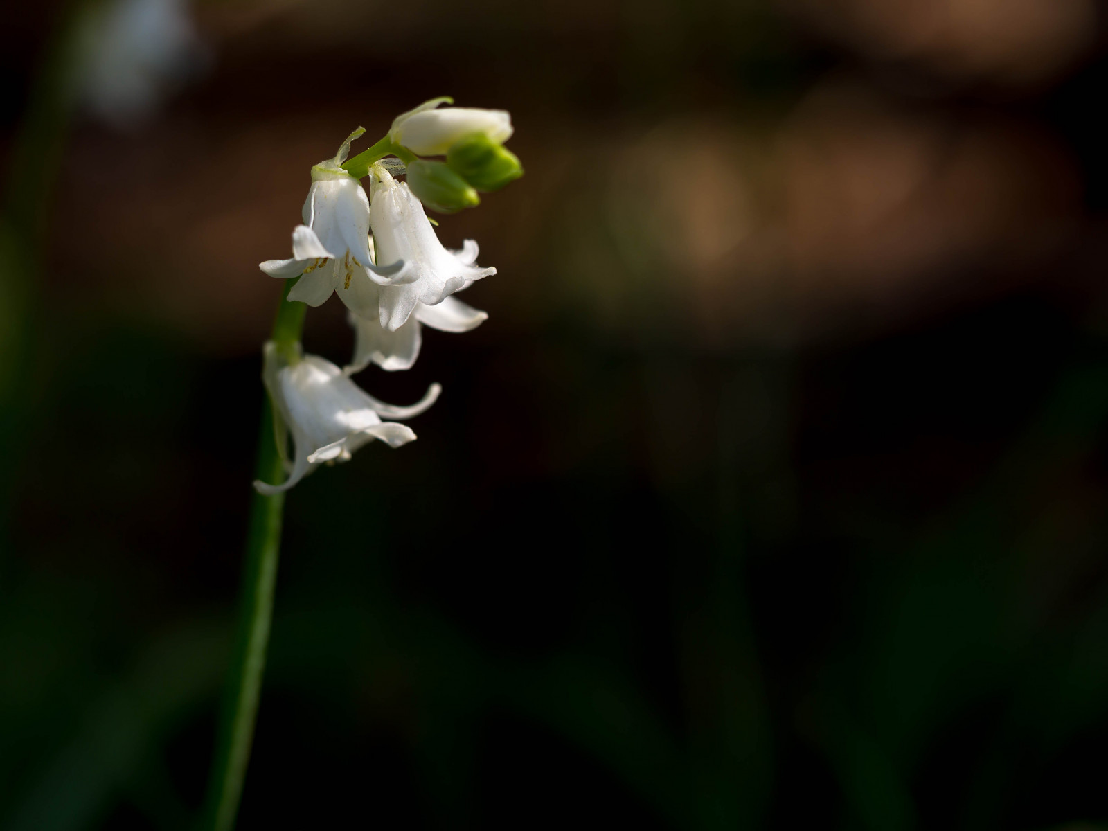 les, bílý, zahrada, detailní, makro, Anglie, květ, jaro, květ, rostlina, flóra, okvětní lístek, divoká rostlina, počítač tapeta, kvetoucí rostlina, makro fotografie, závod stonek, Warwickshire, žárovky, Hyacinthoidesnonscripta, Běžný světlem