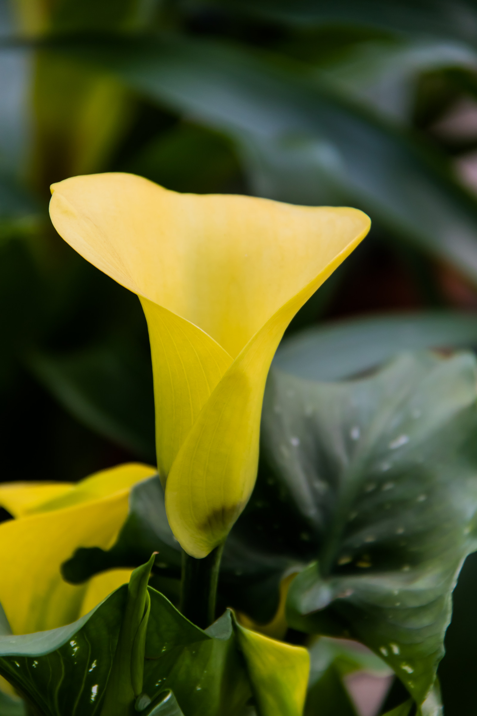 natur, grøn, gul, blad, blomst, plante, flora, blomma, kronblad, Vellinge, vellingeblomman, wildflower, botanik, jord plante, blomstrende plante, tæt på, makrofotografering, stængelplante, arum