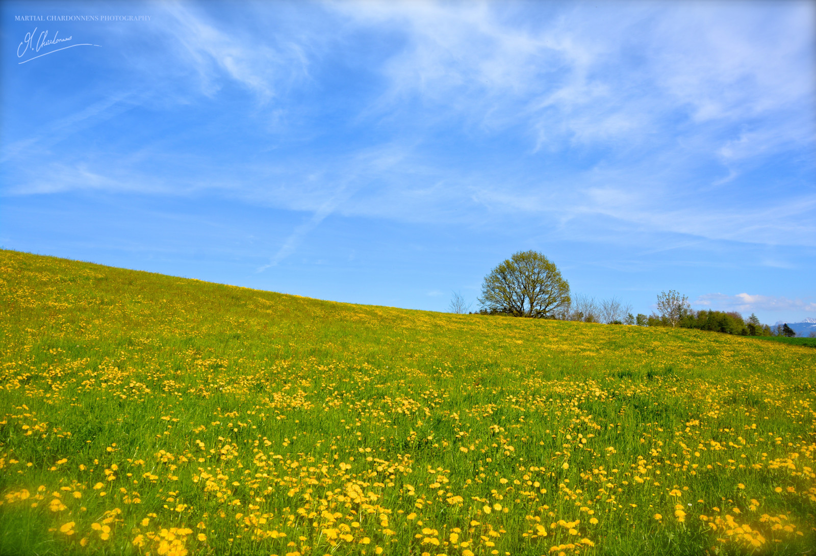 Wallpaper flowers, blue, sky, flower, tree, field, yellow, fleurs