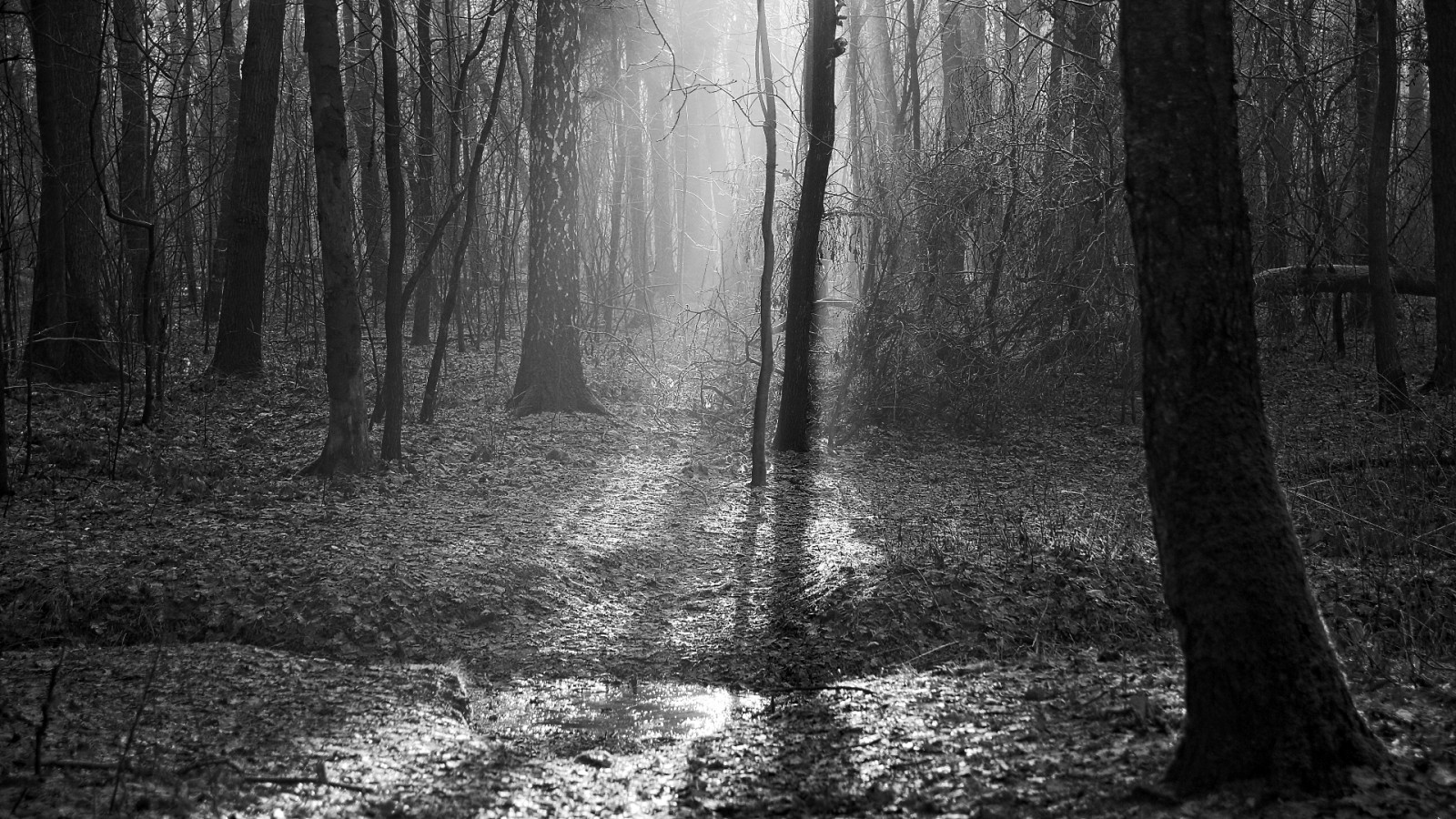 luce del sole, paesaggio, foresta, monocromo, natura, inverno, ramo, mattina, nebbia, struttura, Sony, Polonia, leggero, bianco e nero, albero, nebbia, foglia, tempo metereologico, pianta, stagione, bw, dicembre, las, oscurità, natura, A77, polska, mg a, zima, przyroda, bosco, drzewo, Sunray, habitat, ambiente naturale, fenomeno atmosferico, bianco e nero, fotografia in bianco e nero, pianta legnosa, pejza, poranek, grudzie, czarnobia e, forestimages, promie