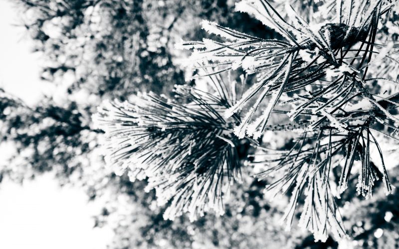 černobílý, Příroda, sníh, zima, rostliny, fotografování černobílý, Příroda, sníh, zima, rostliny, fotografování