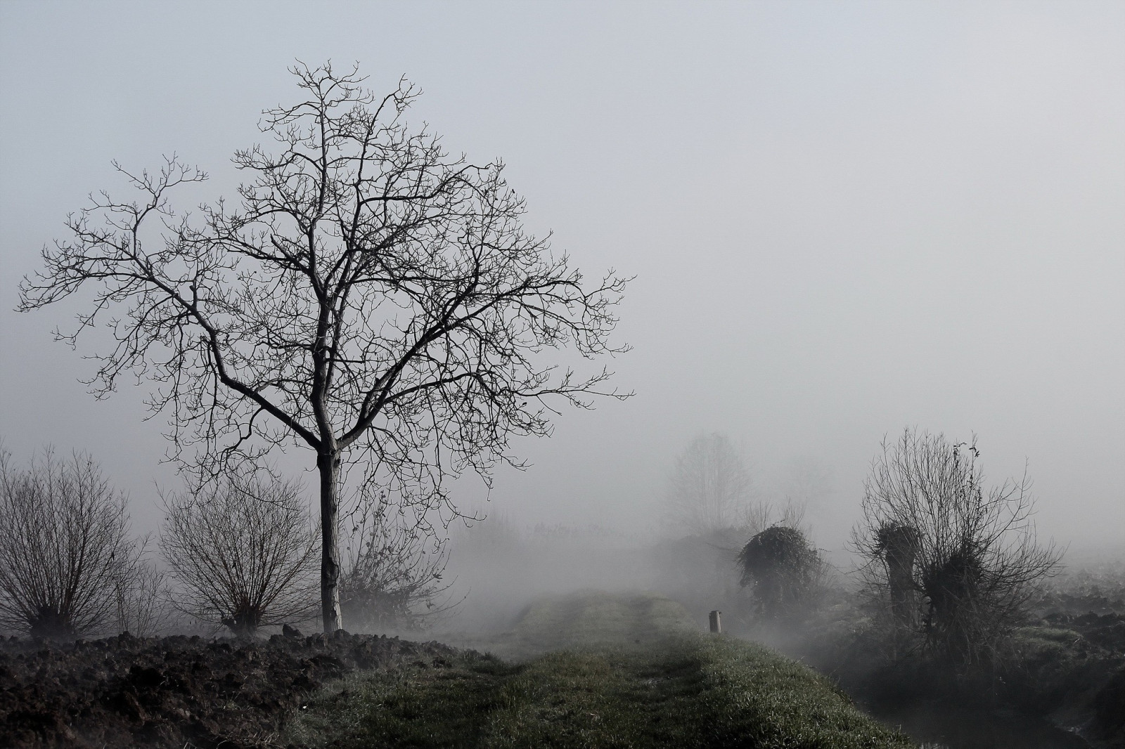 træer, landskab, Skov, monokrom, natur, sne, vinter, afdeling, morgen, tåge, frost, Fryser, dis, træ, tåge, vejr, daggry, plante, sæson, landdistrikt, levested, naturligt miljø, atmosfærisk fænomen, vedplante