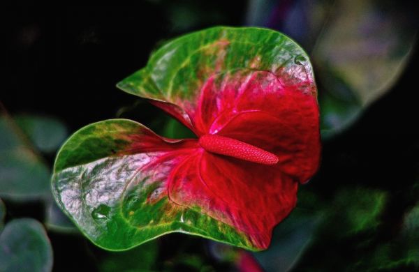 flower,two color,anthurium,stamen,color